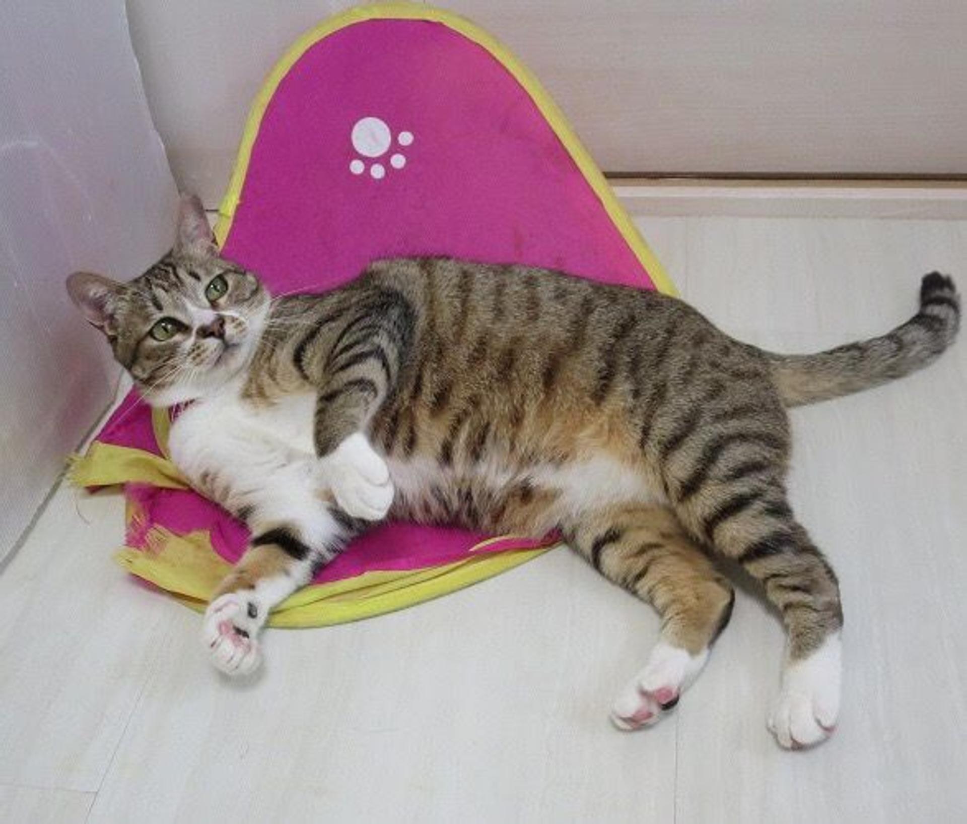 pet-image-3