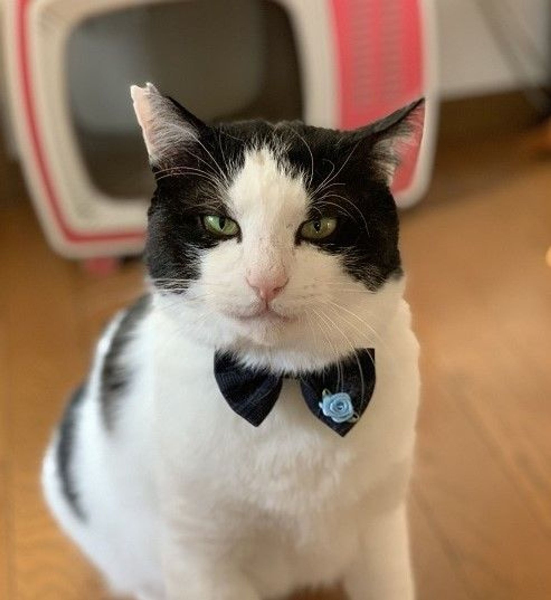 雑種（ミックス猫）・オスの里親募集の写真