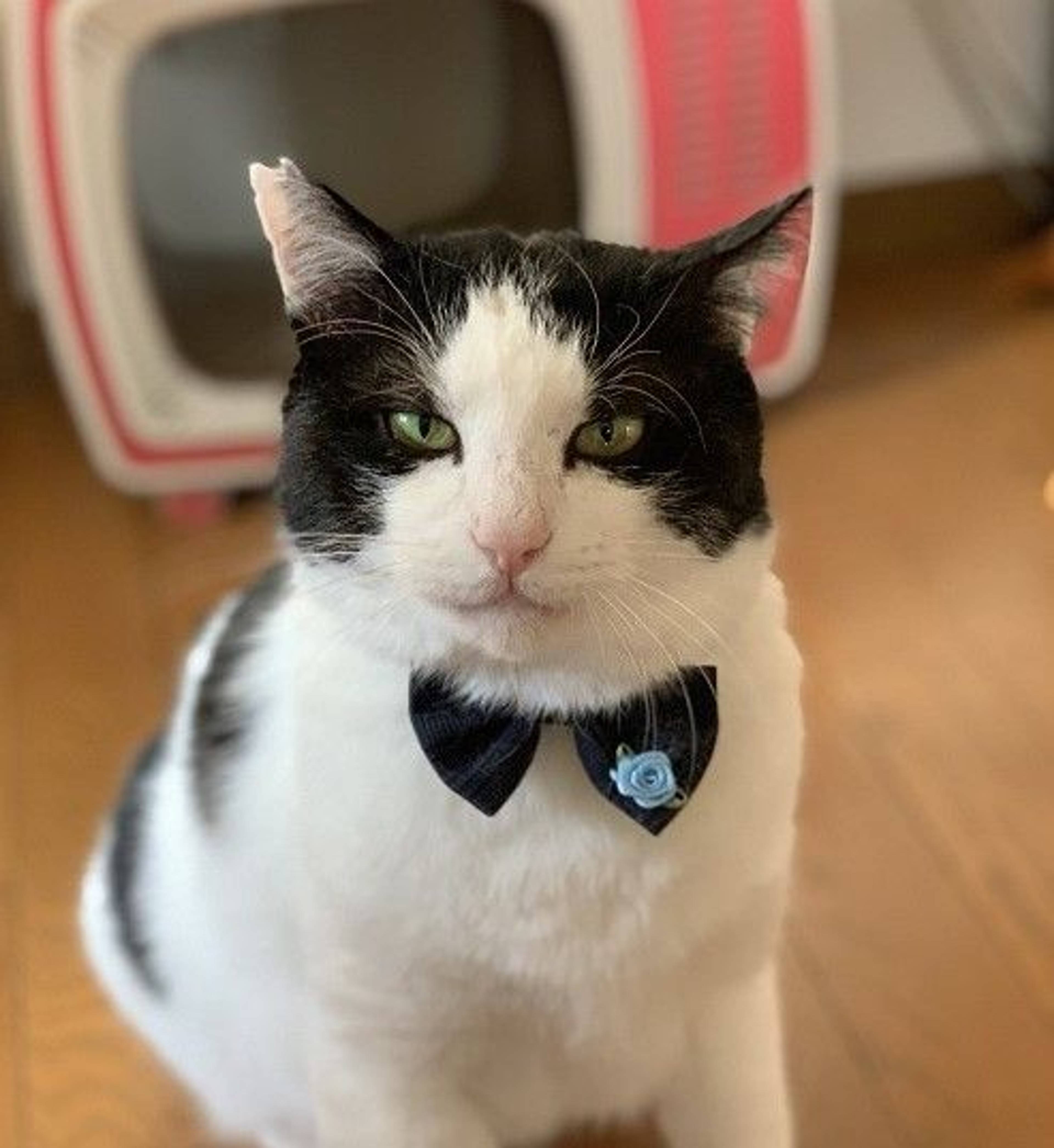 雑種（ミックス猫）・オスの里親募集の写真