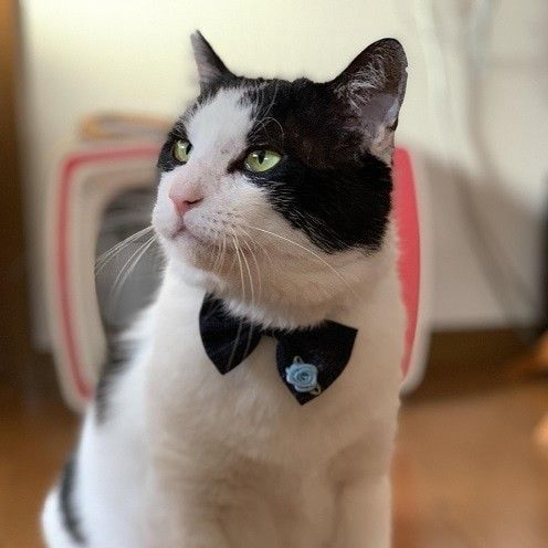 pet-image-3