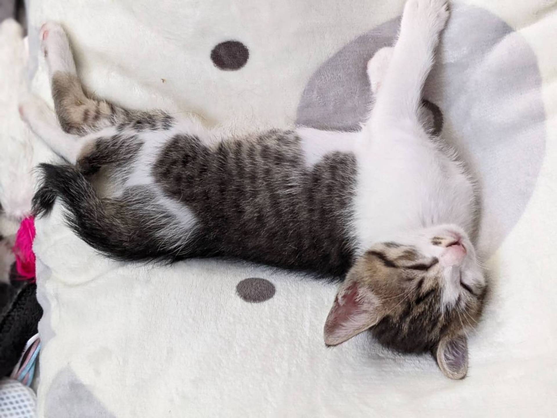 雑種（ミックス猫）・オスの里親募集の写真