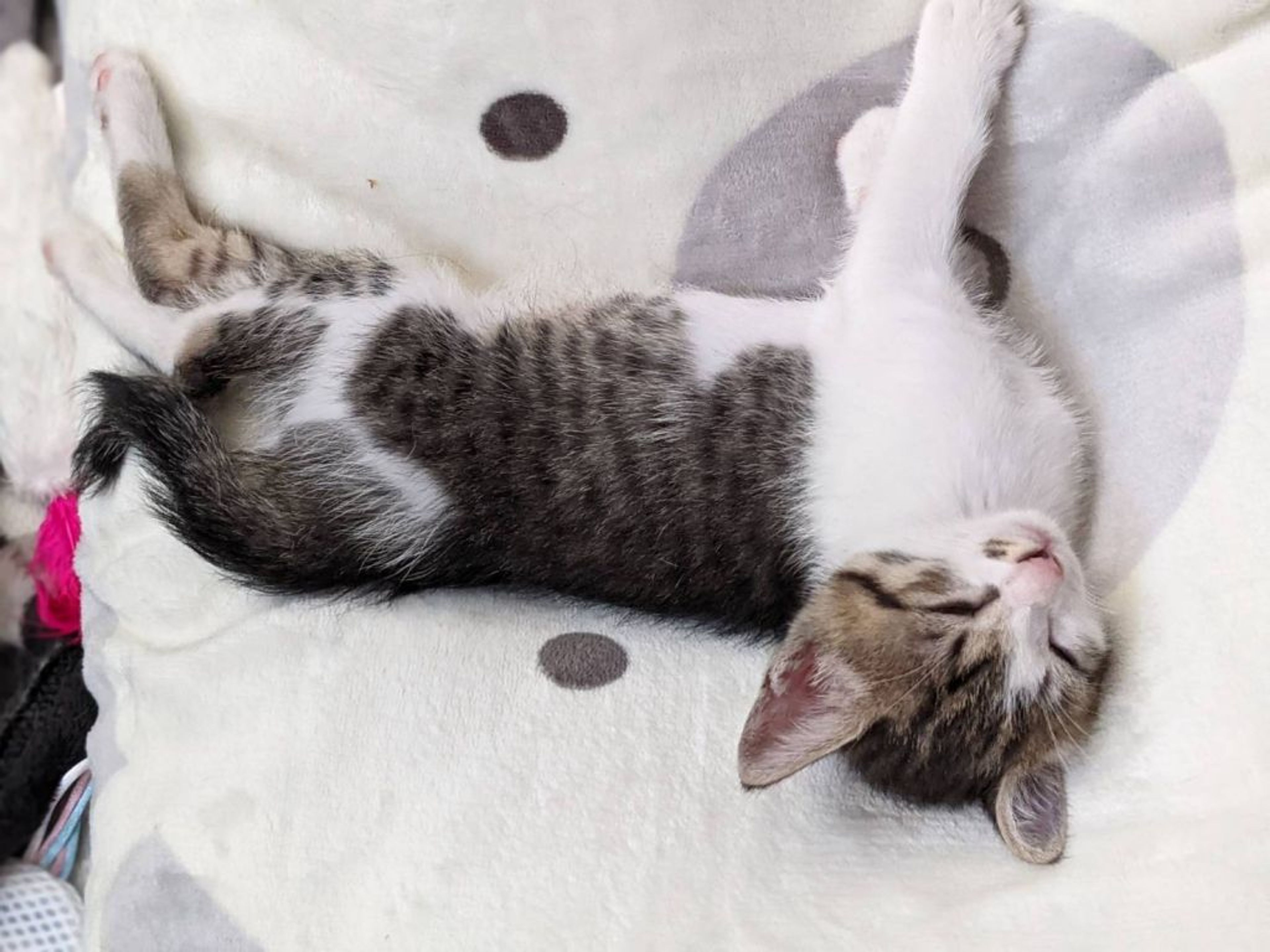 雑種（ミックス猫）・オスの里親募集の写真