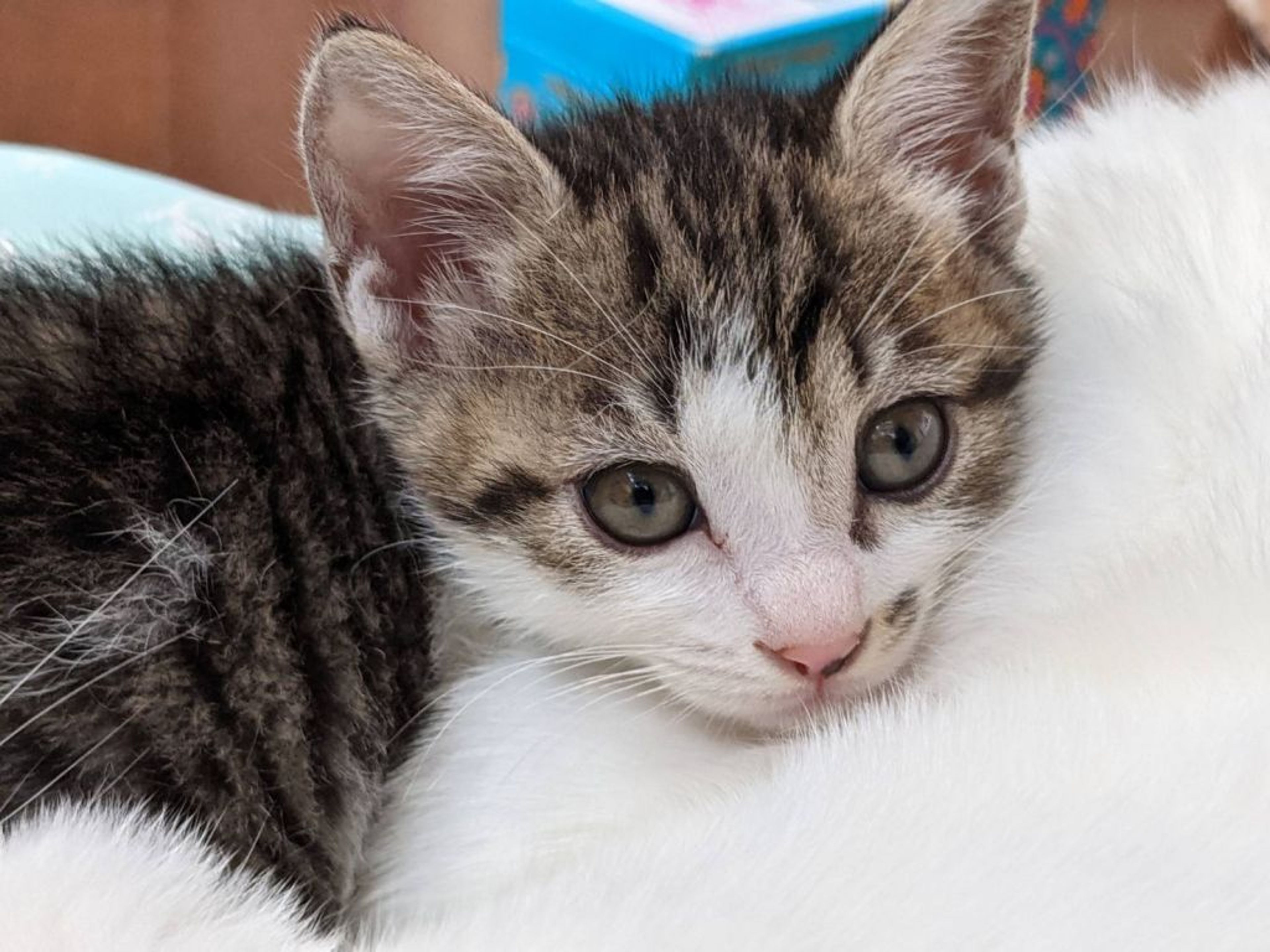 pet-image-2