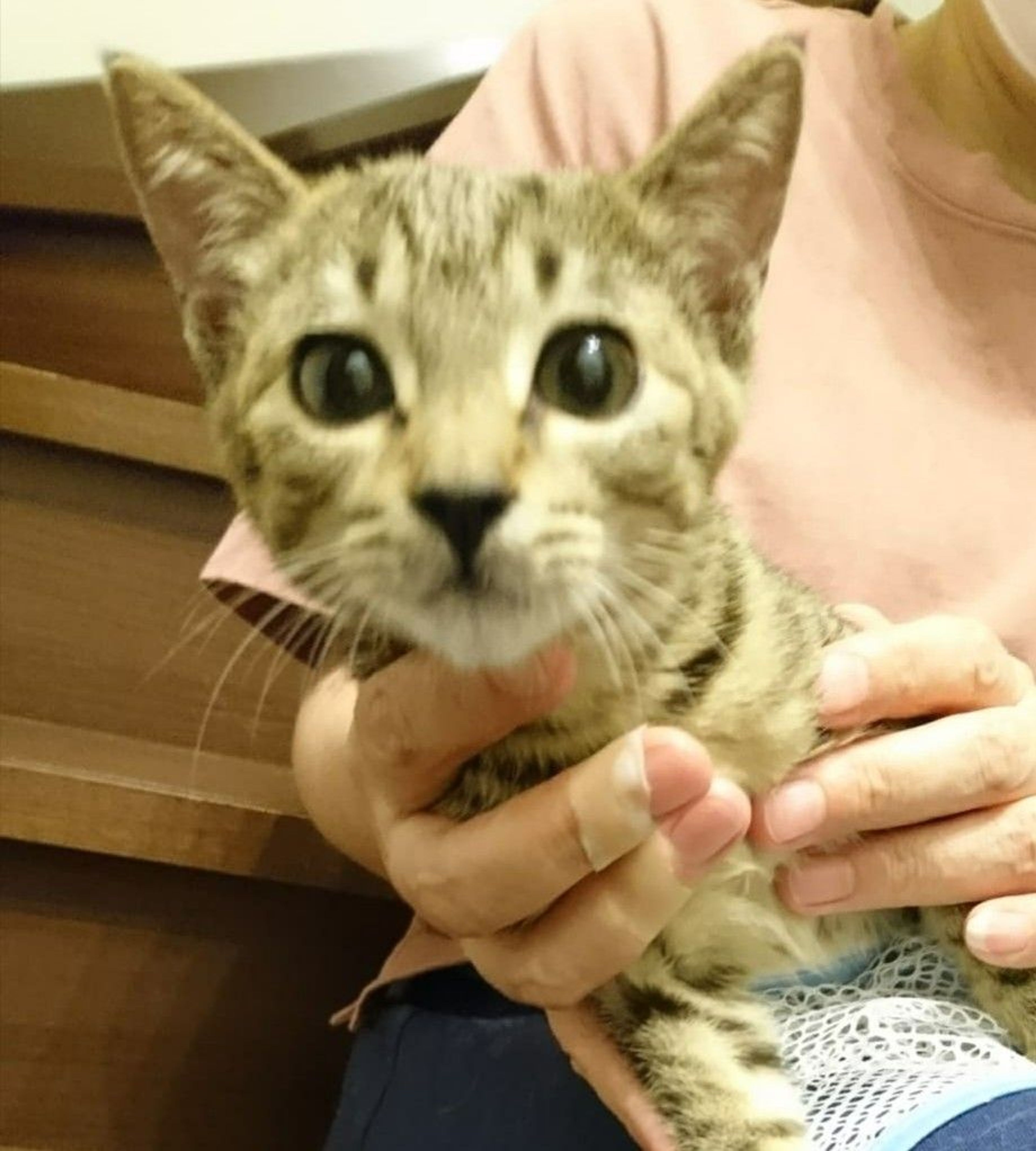 pet-image-2