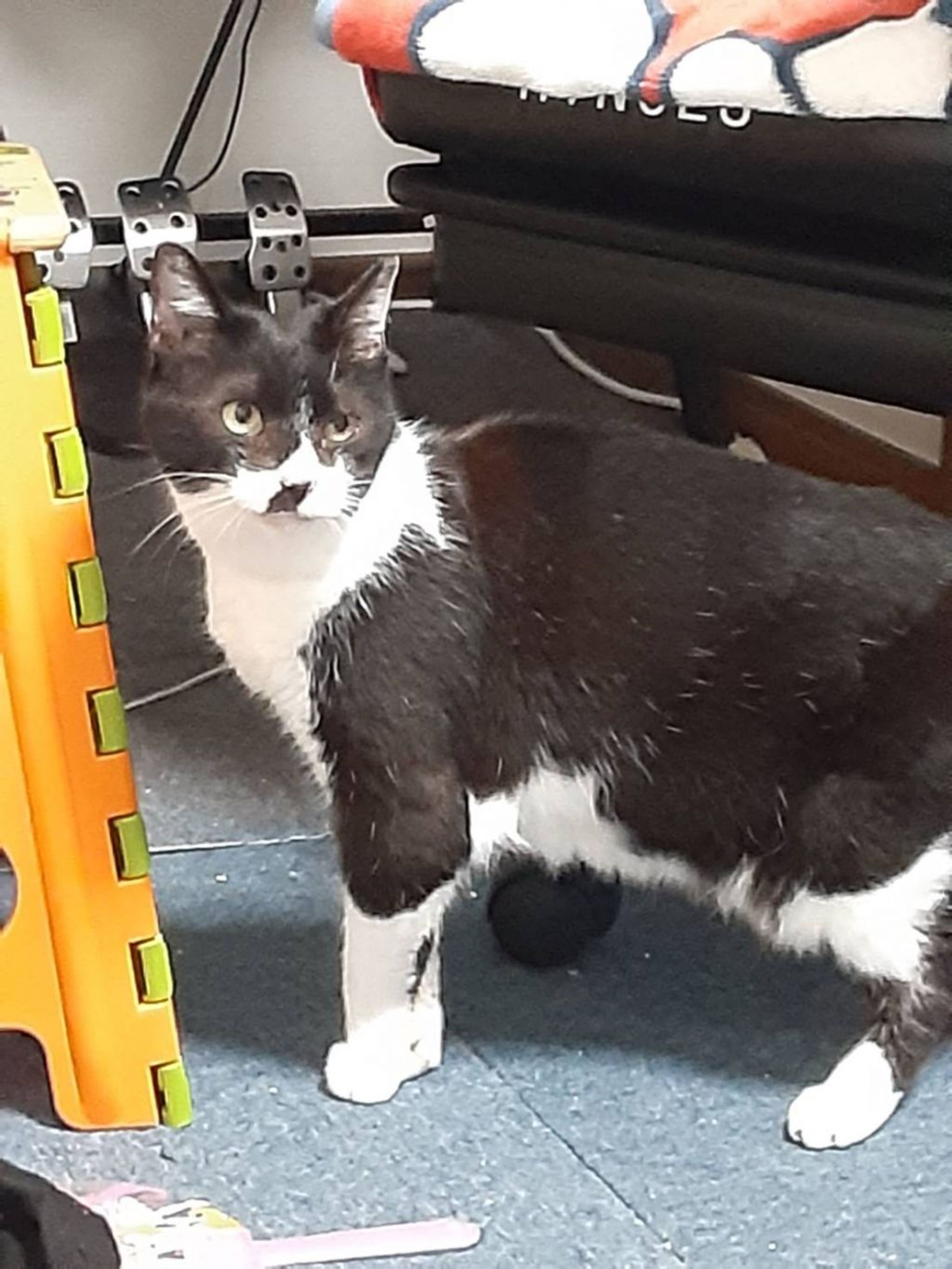 雑種（ミックス猫）・メスの里親募集の写真