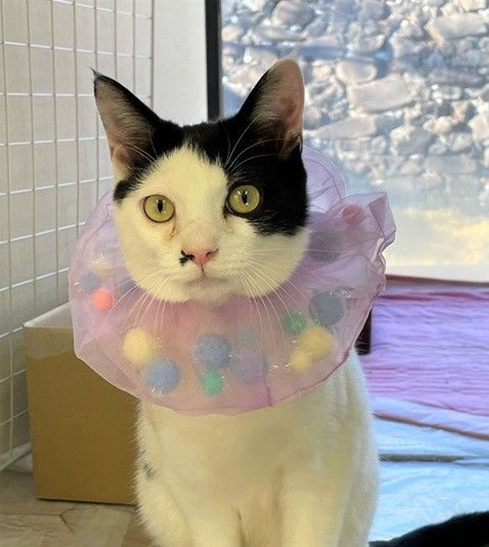 雑種（ミックス猫）・オスの里親募集の写真