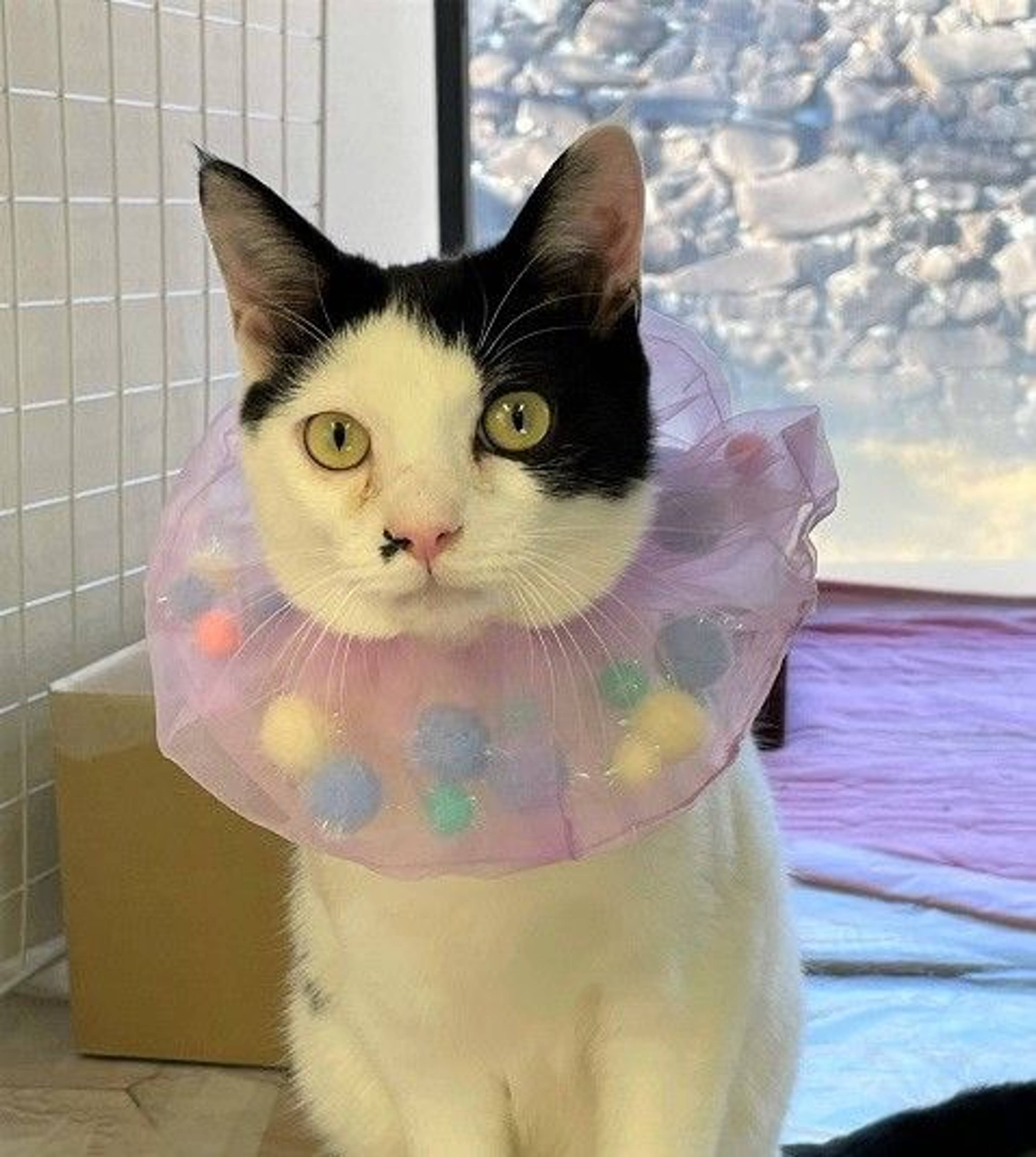 雑種（ミックス猫）・オスの里親募集の写真