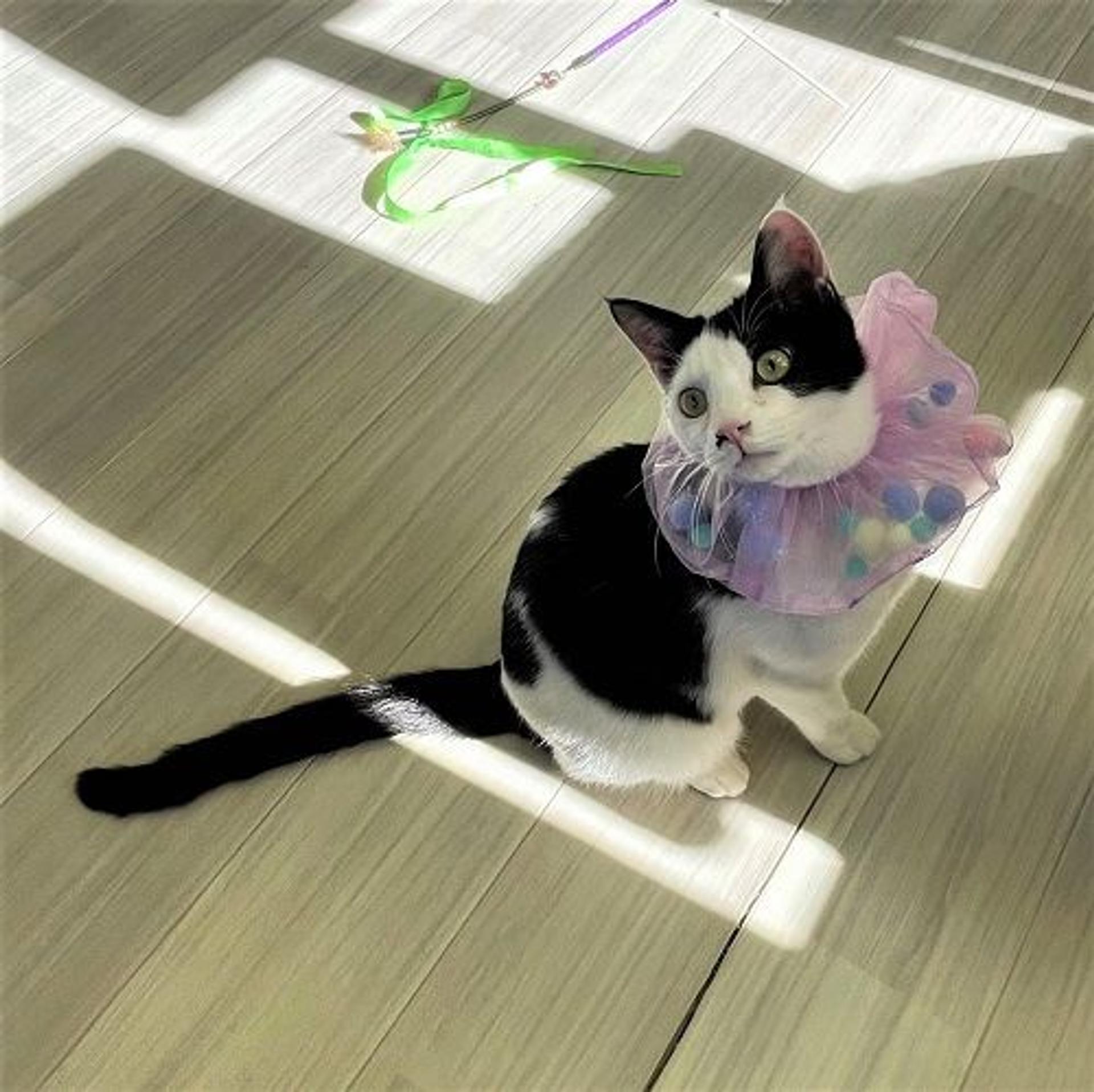 pet-image-2