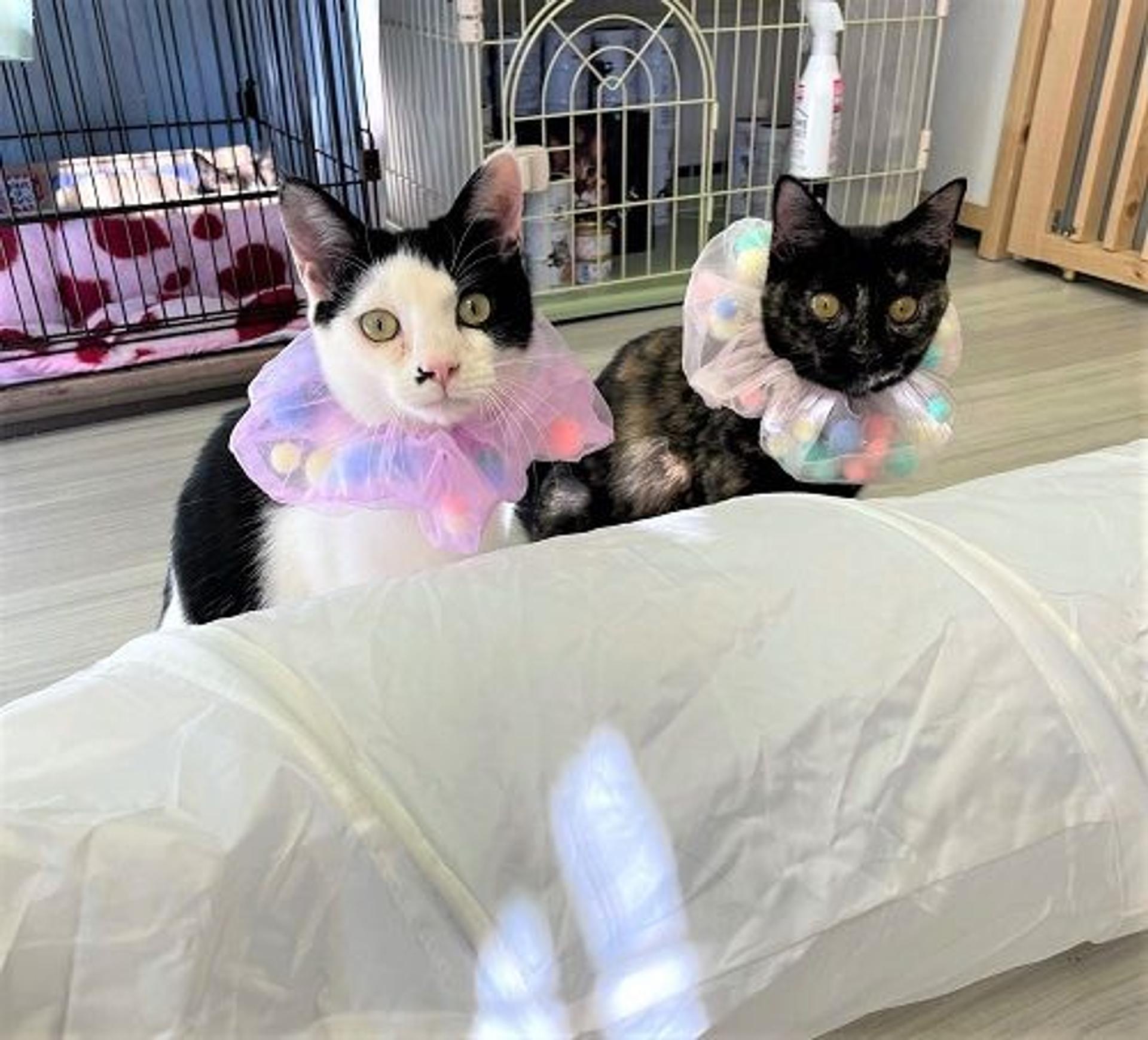 pet-image-3