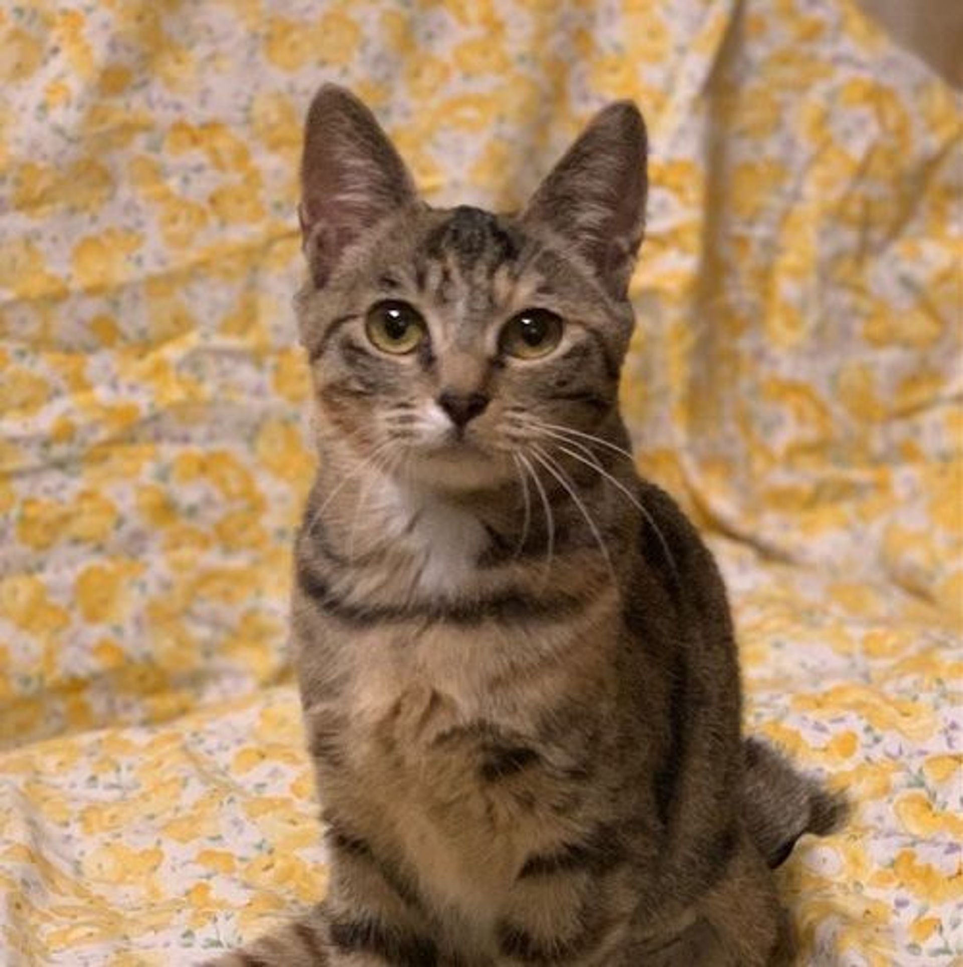 雑種（ミックス猫）・メスの里親募集の写真