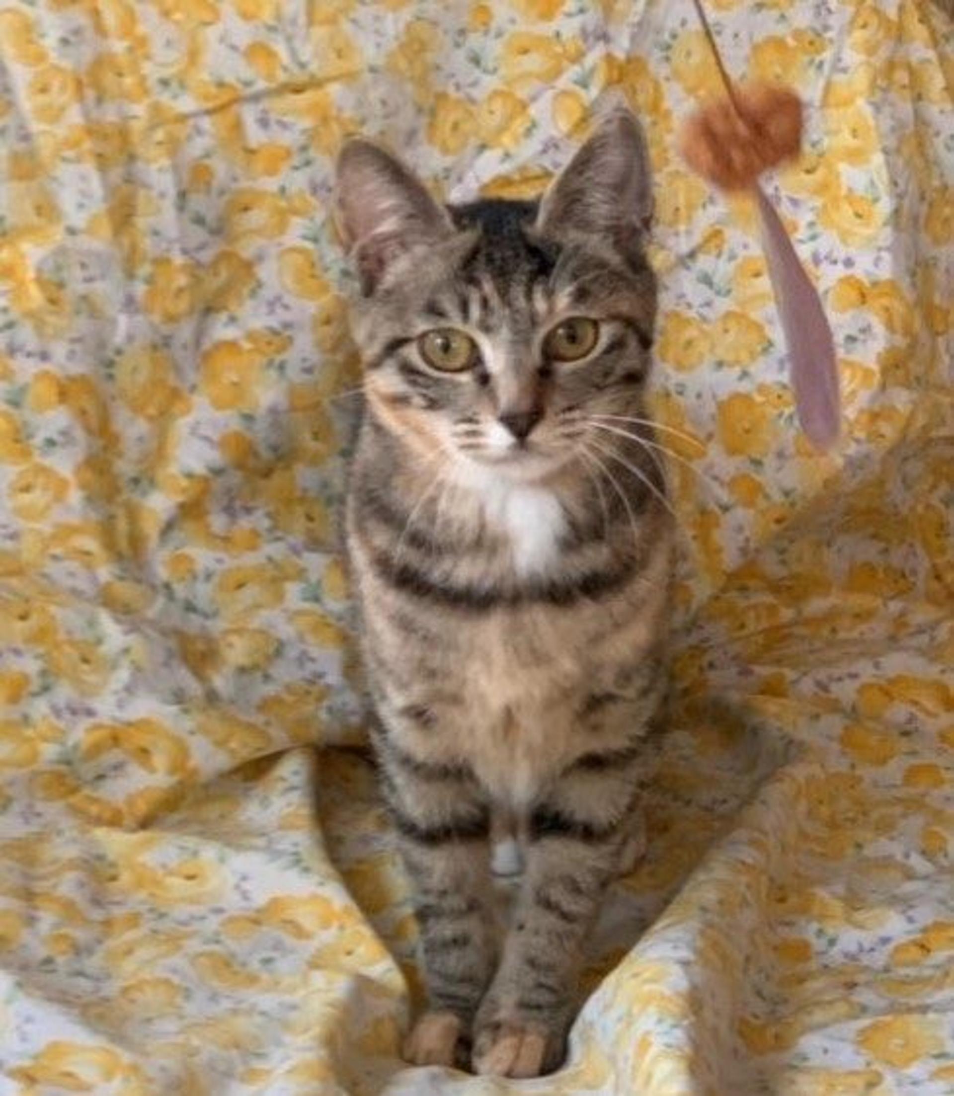 pet-image-2
