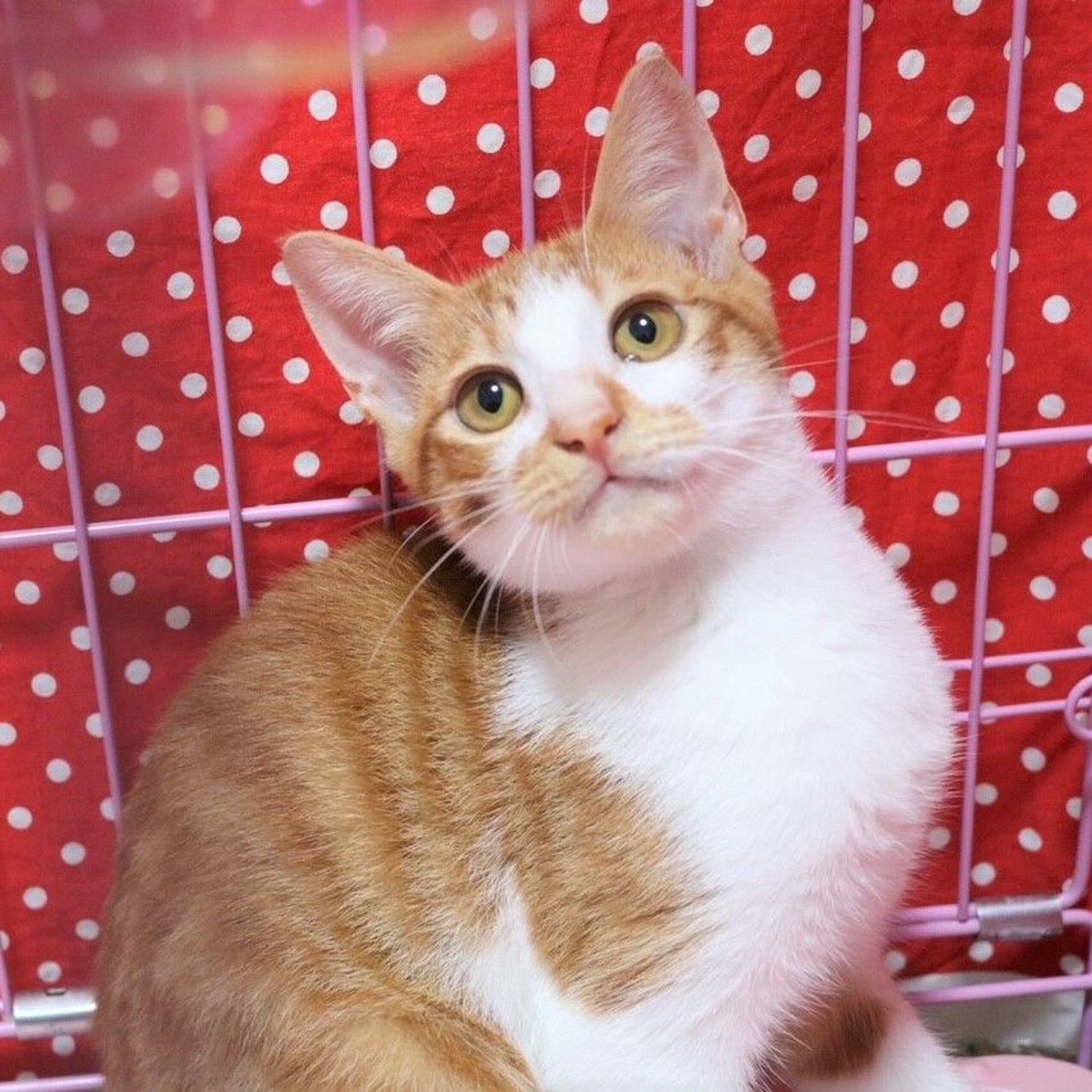 雑種（ミックス猫）・オスの里親募集の写真