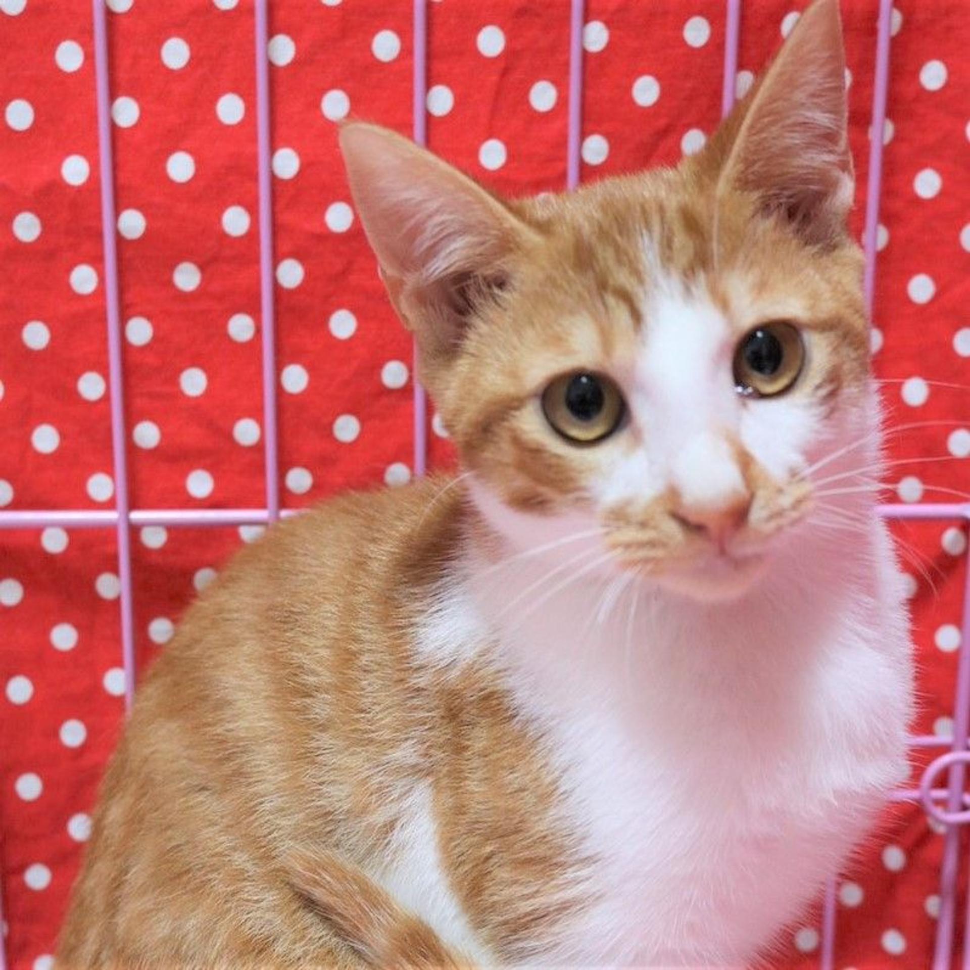 pet-image-2