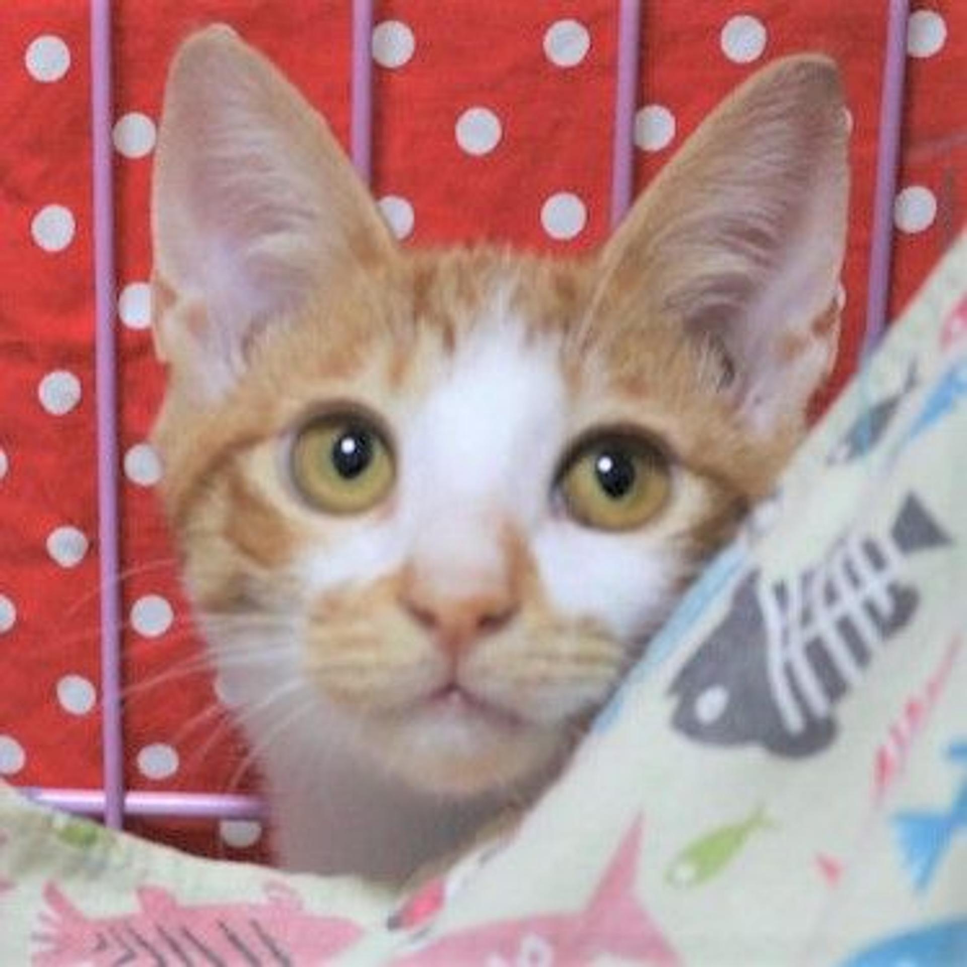 pet-image-3