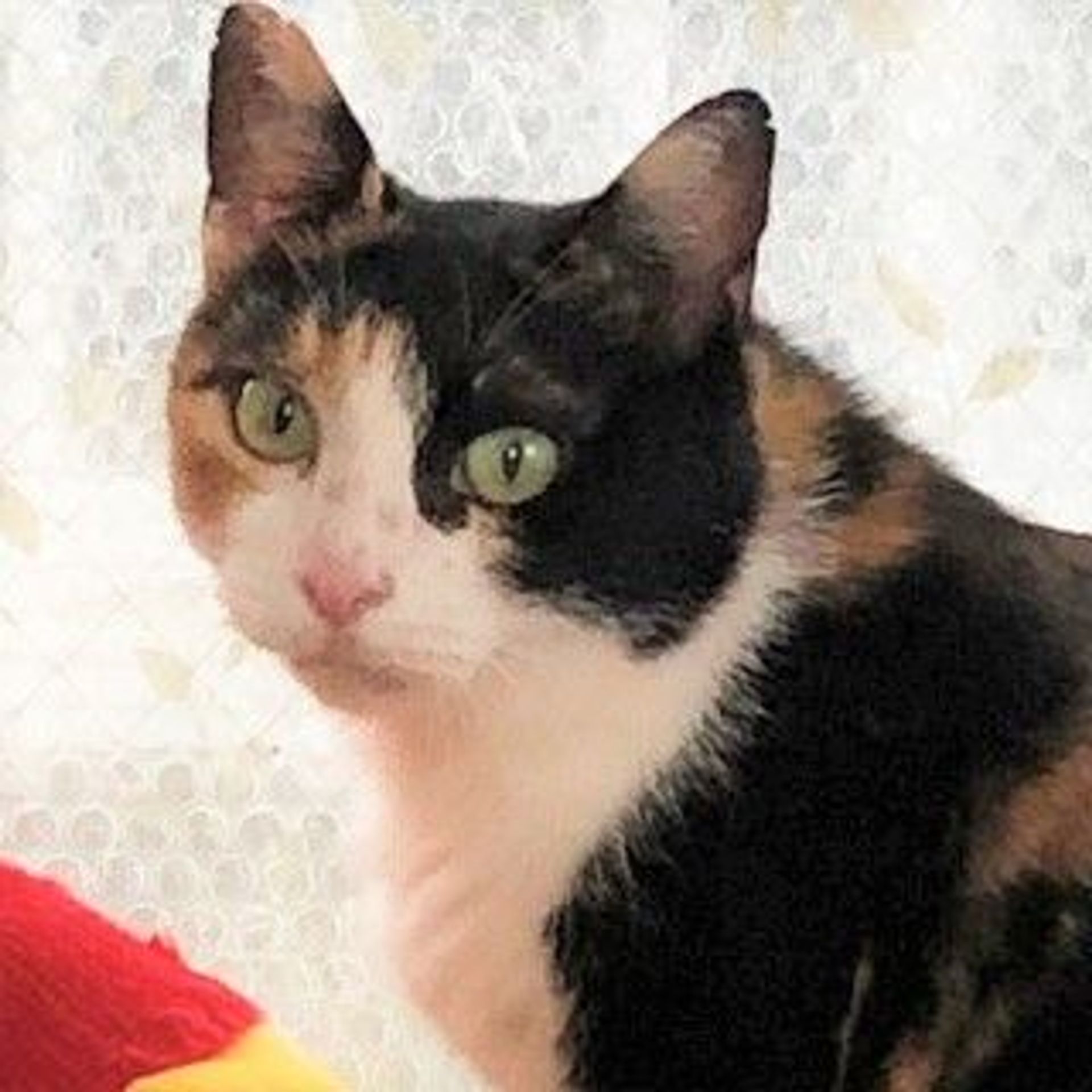 日本猫・メスの里親募集の写真