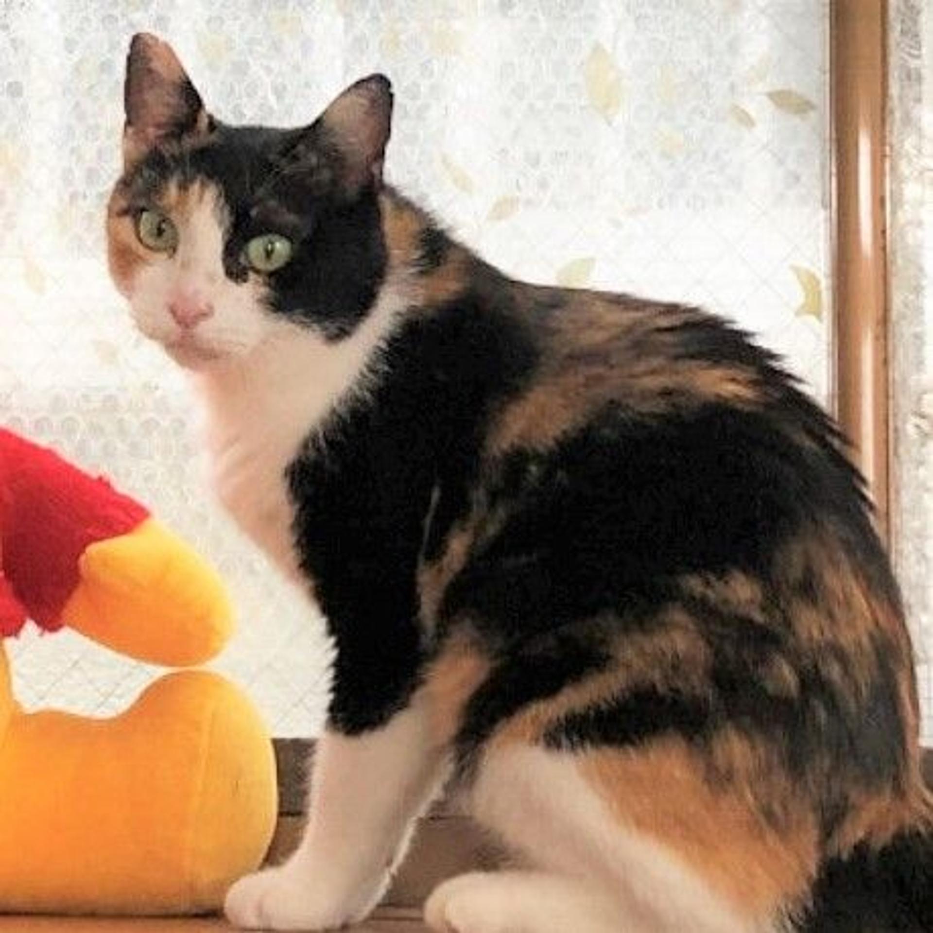 pet-image-3