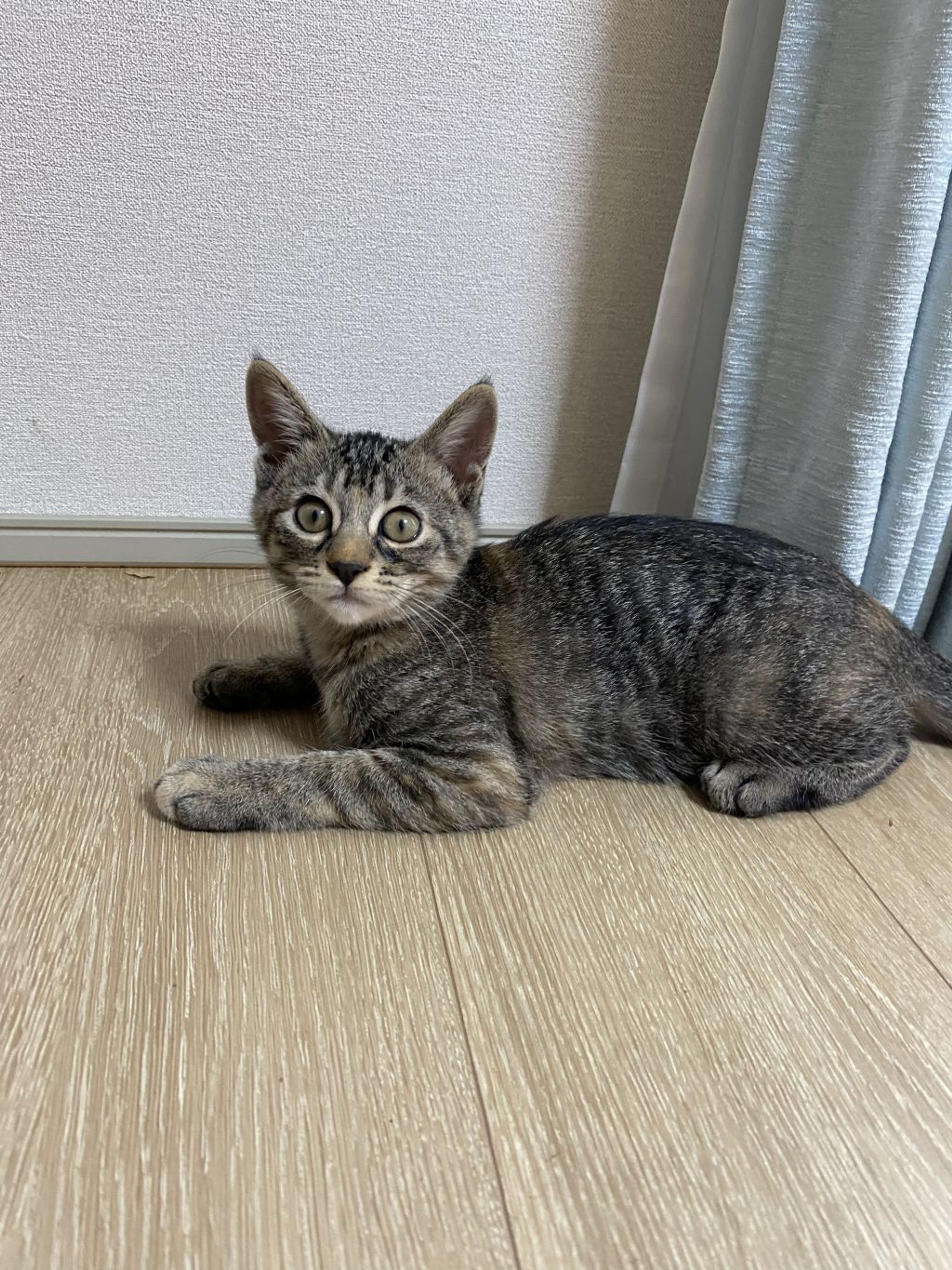 雑種（ミックス猫）・メスの里親募集の写真