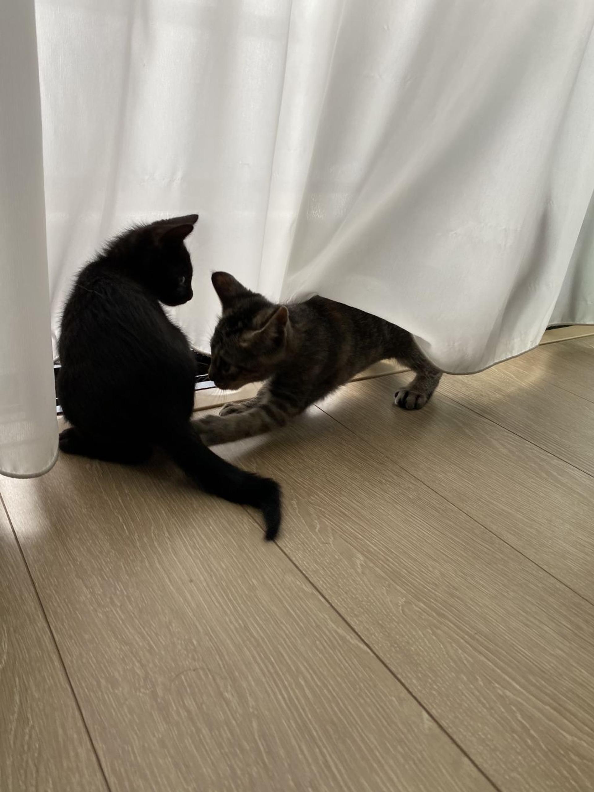 pet-image-4