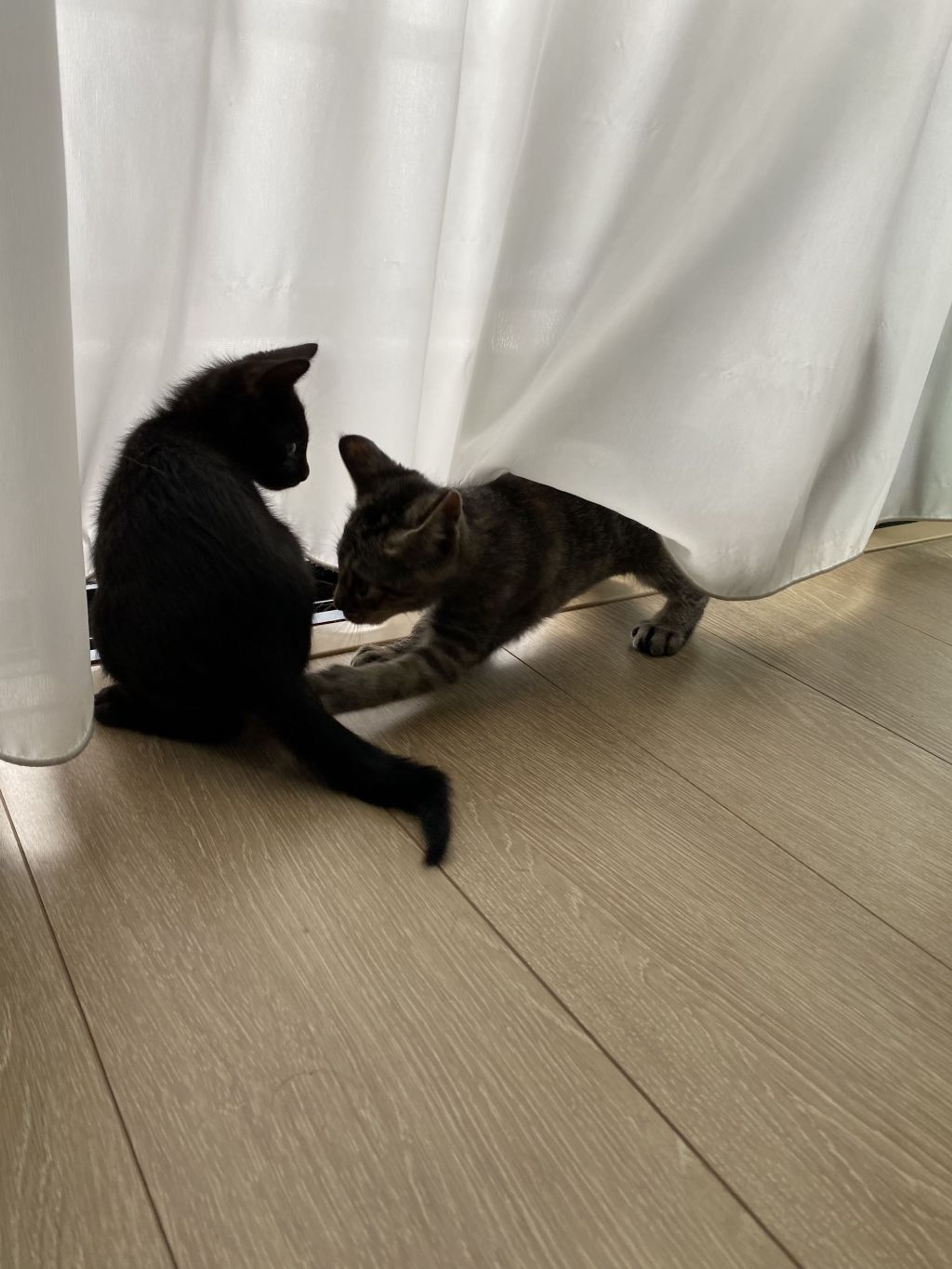 pet-image-4