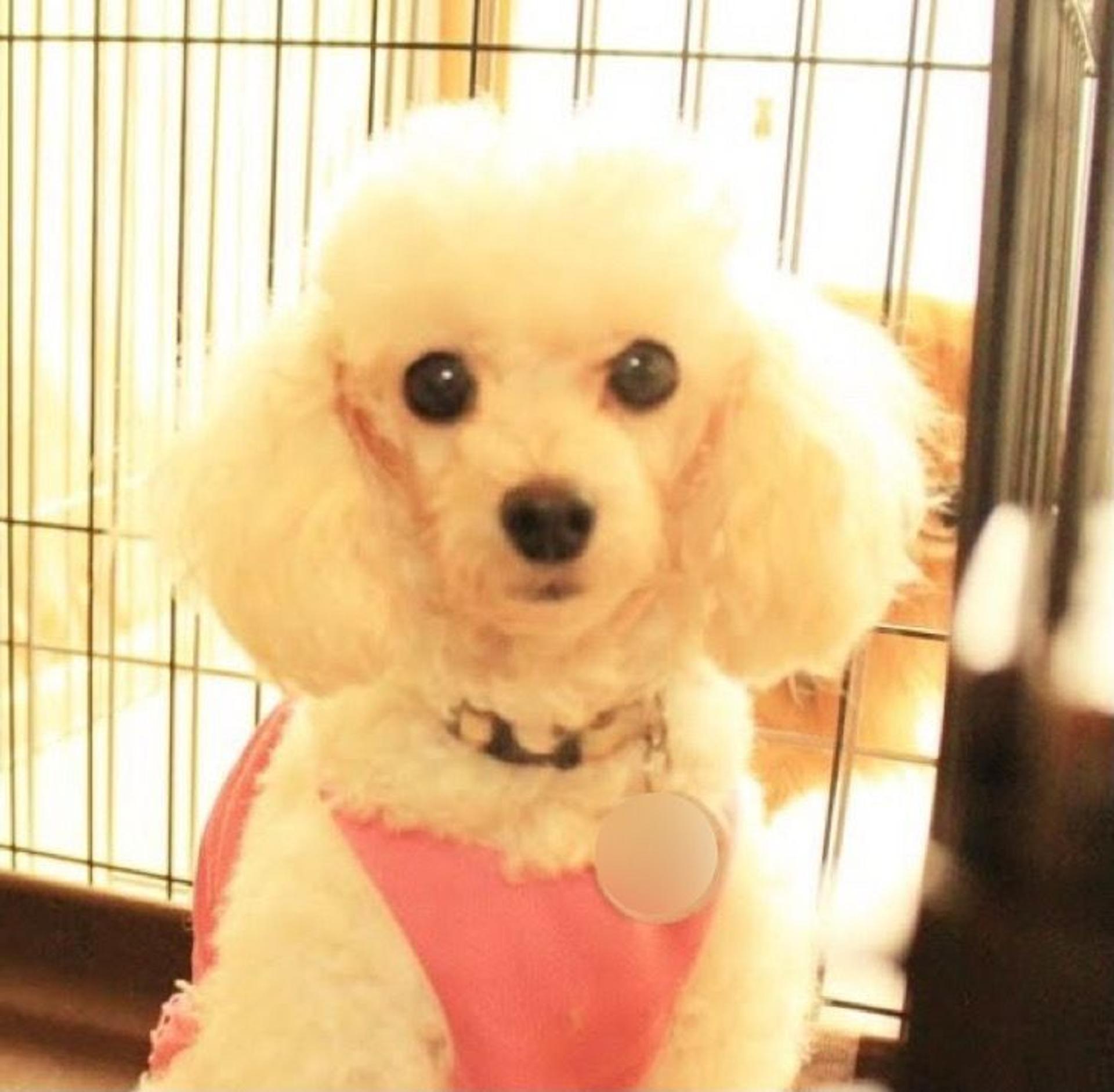 pet-image-2