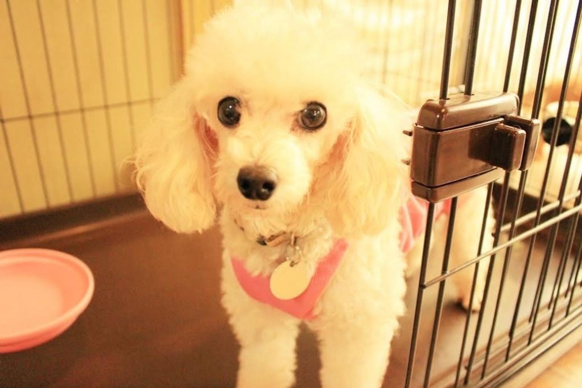 pet-image-3