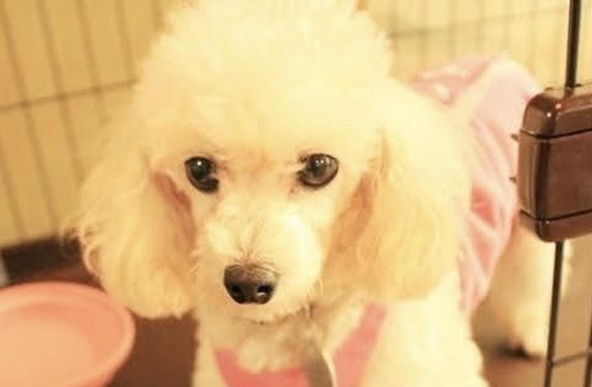pet-image-4
