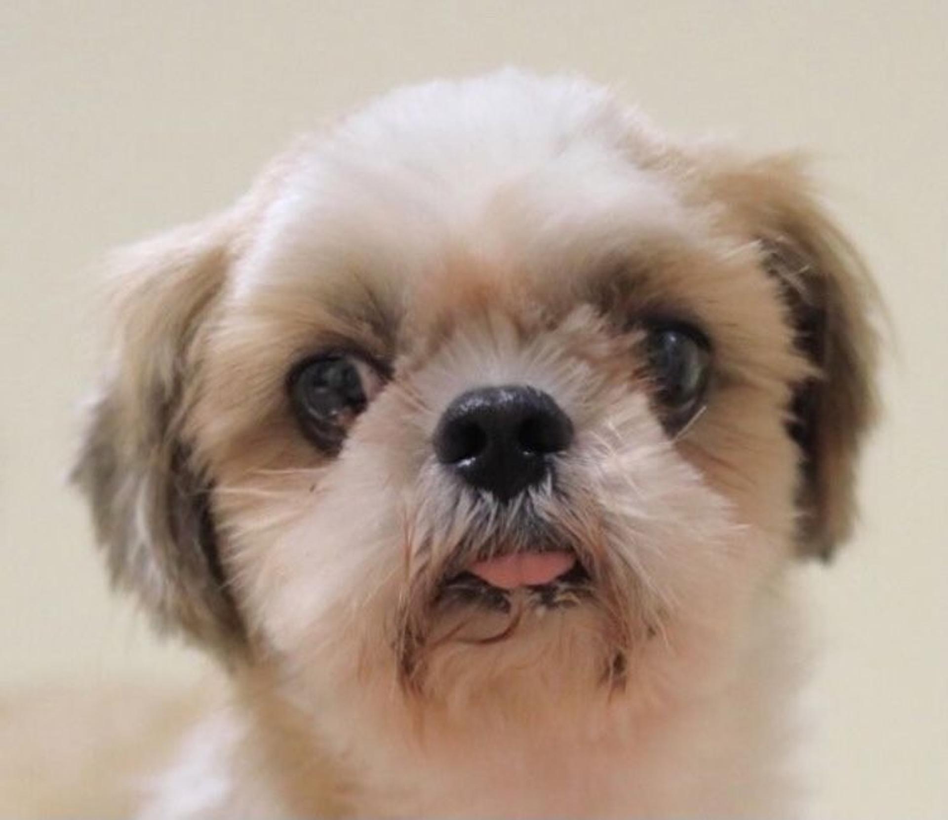 pet-image-2