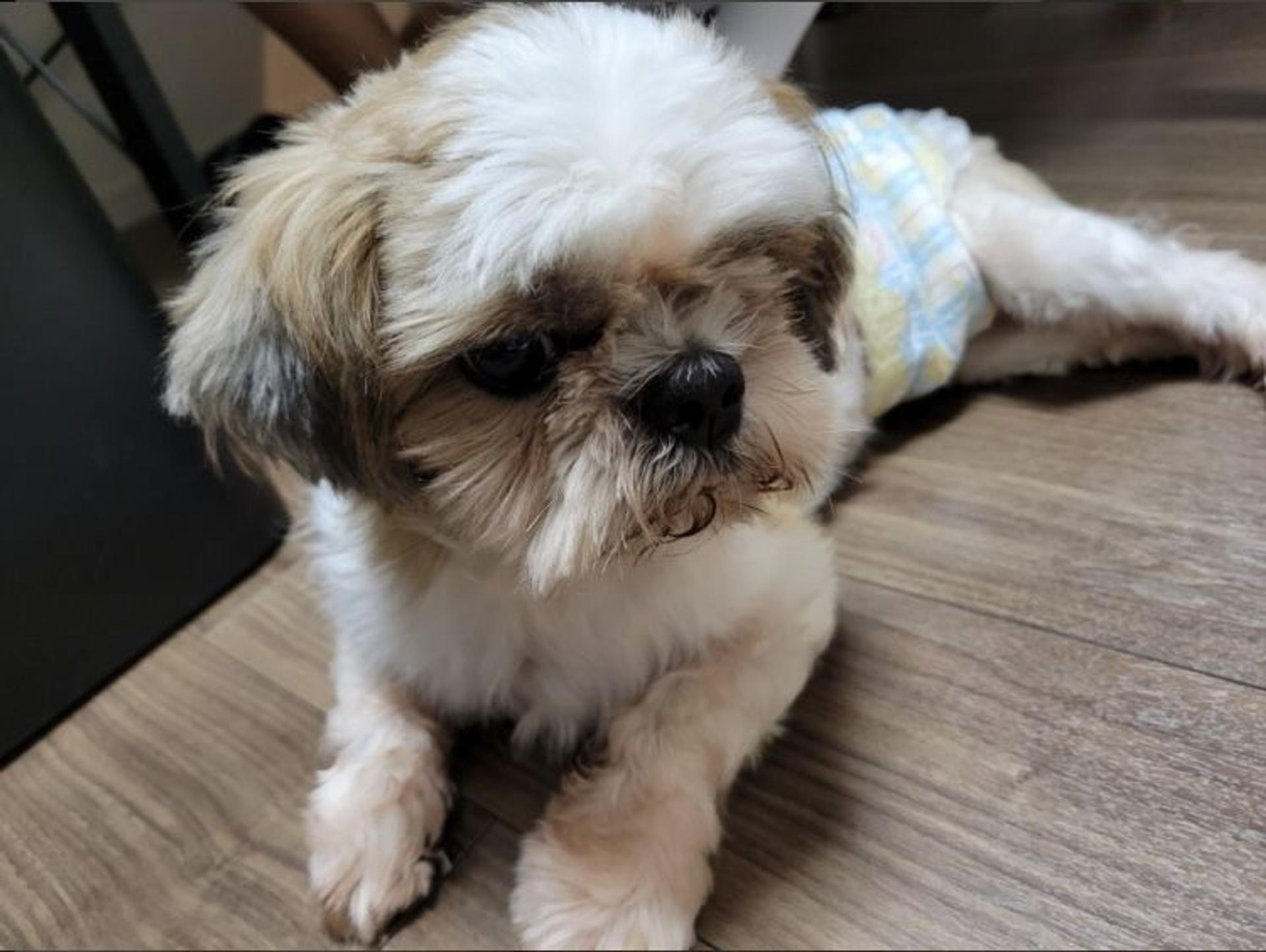 pet-image-5