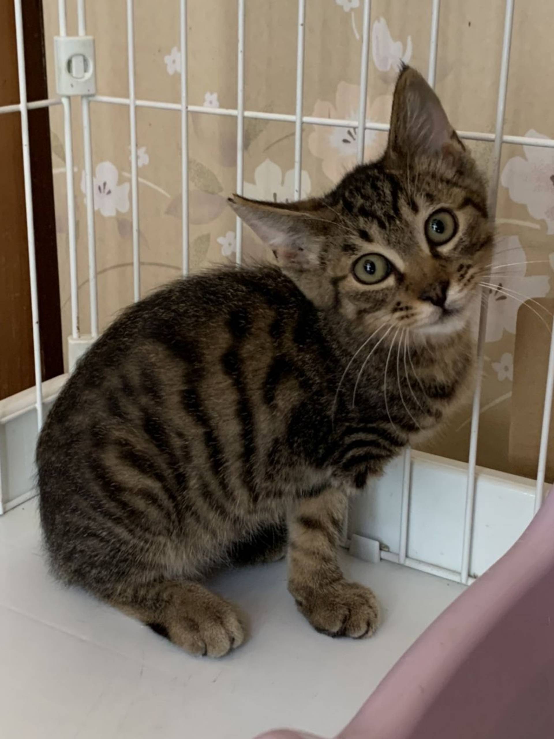 雑種（ミックス猫）・オスの里親募集の写真