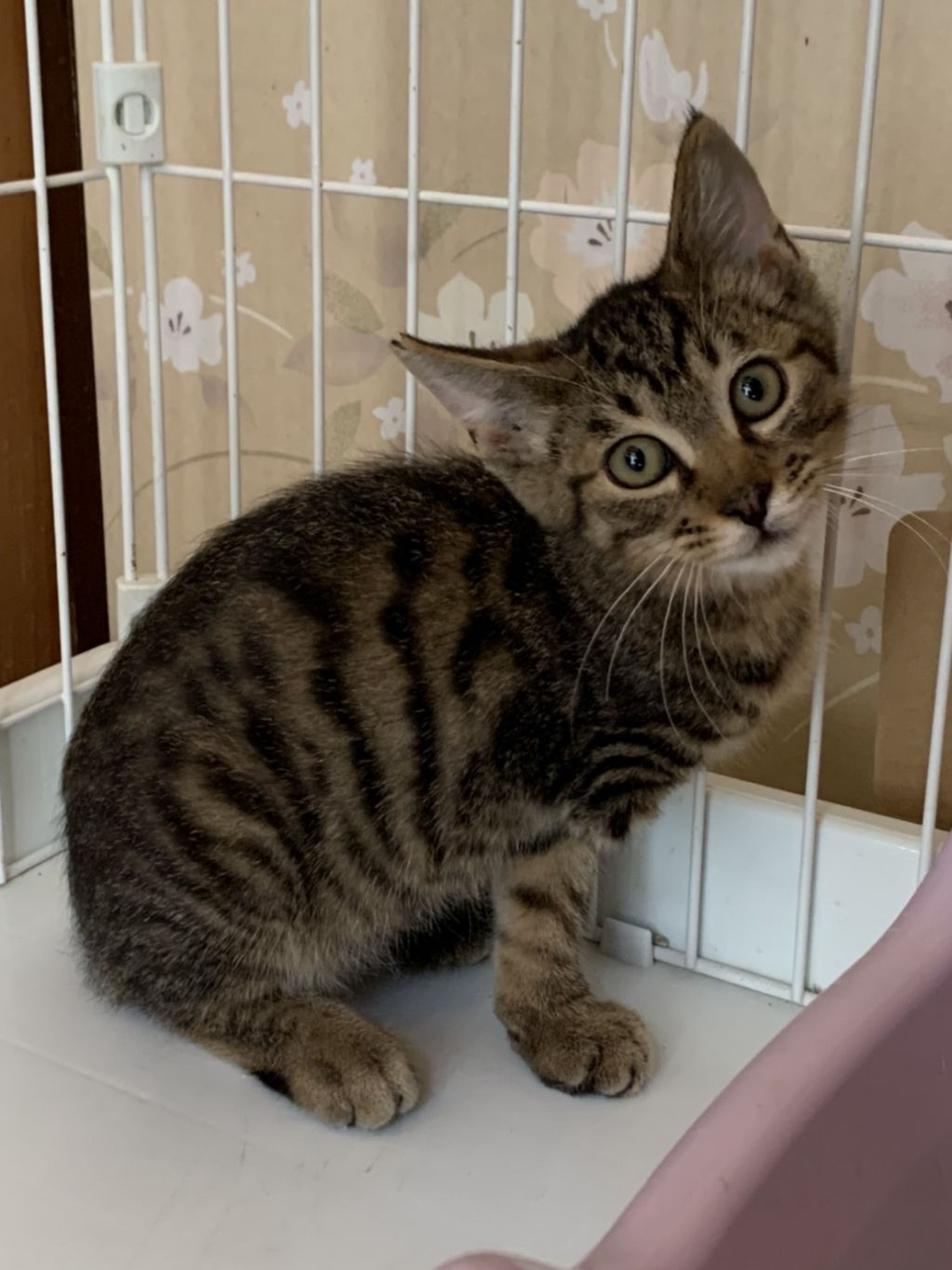 雑種（ミックス猫）・オスの里親募集の写真