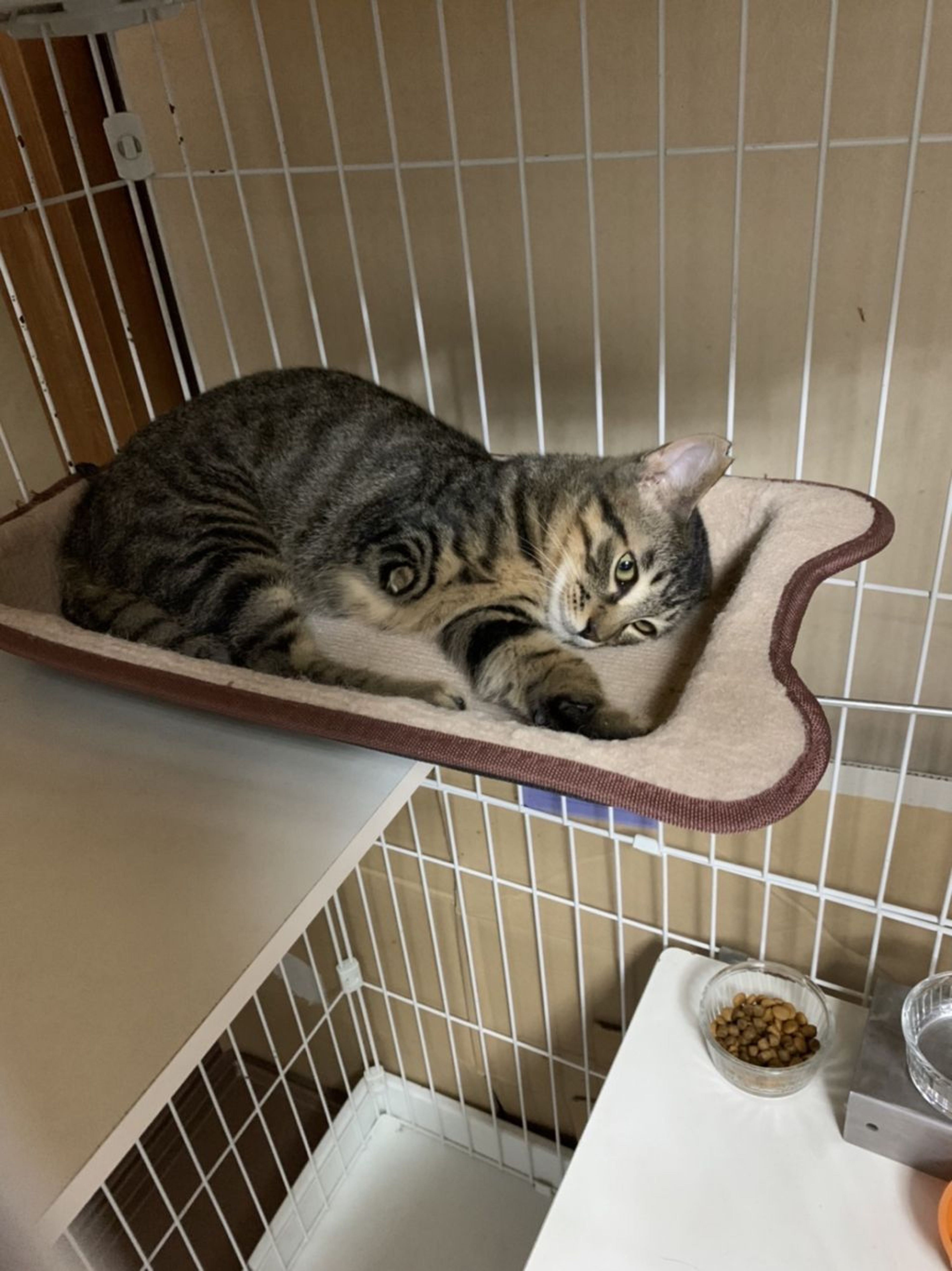 pet-image-2