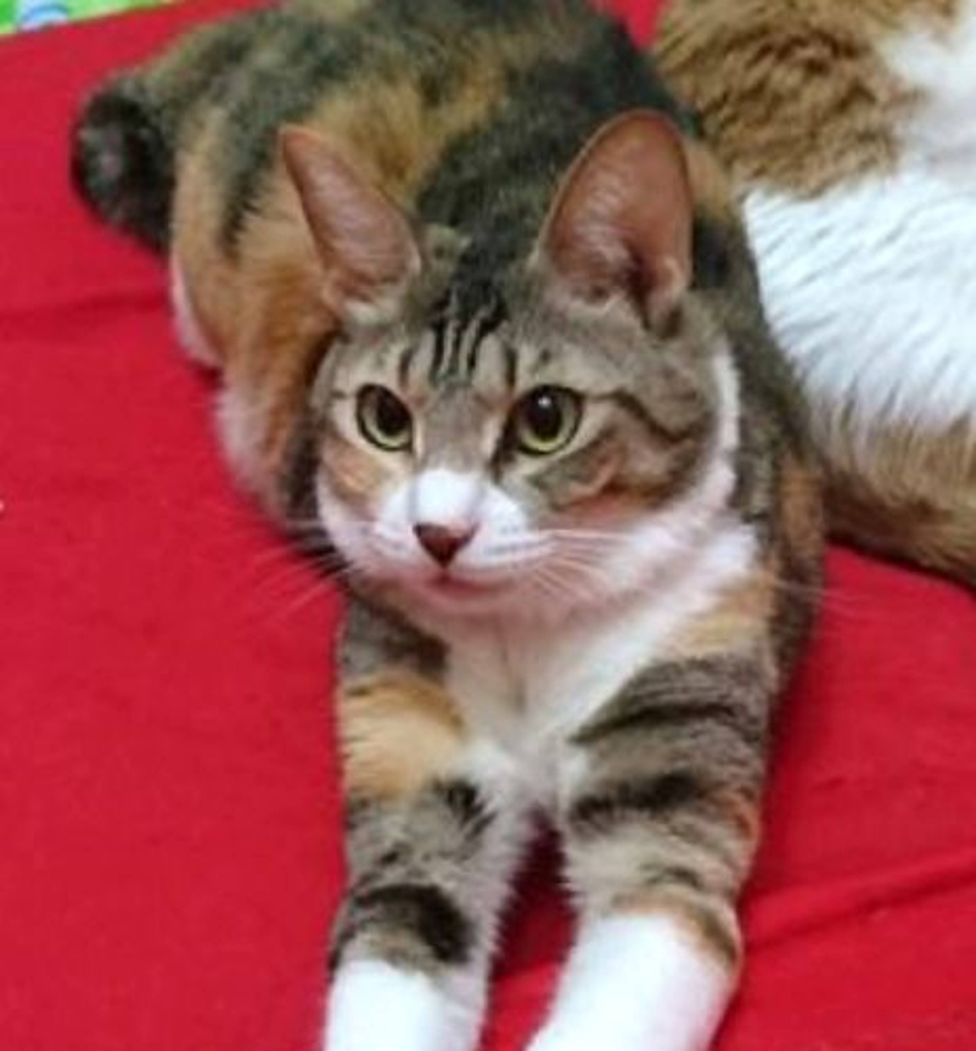 雑種（ミックス猫）・メスの里親募集の写真