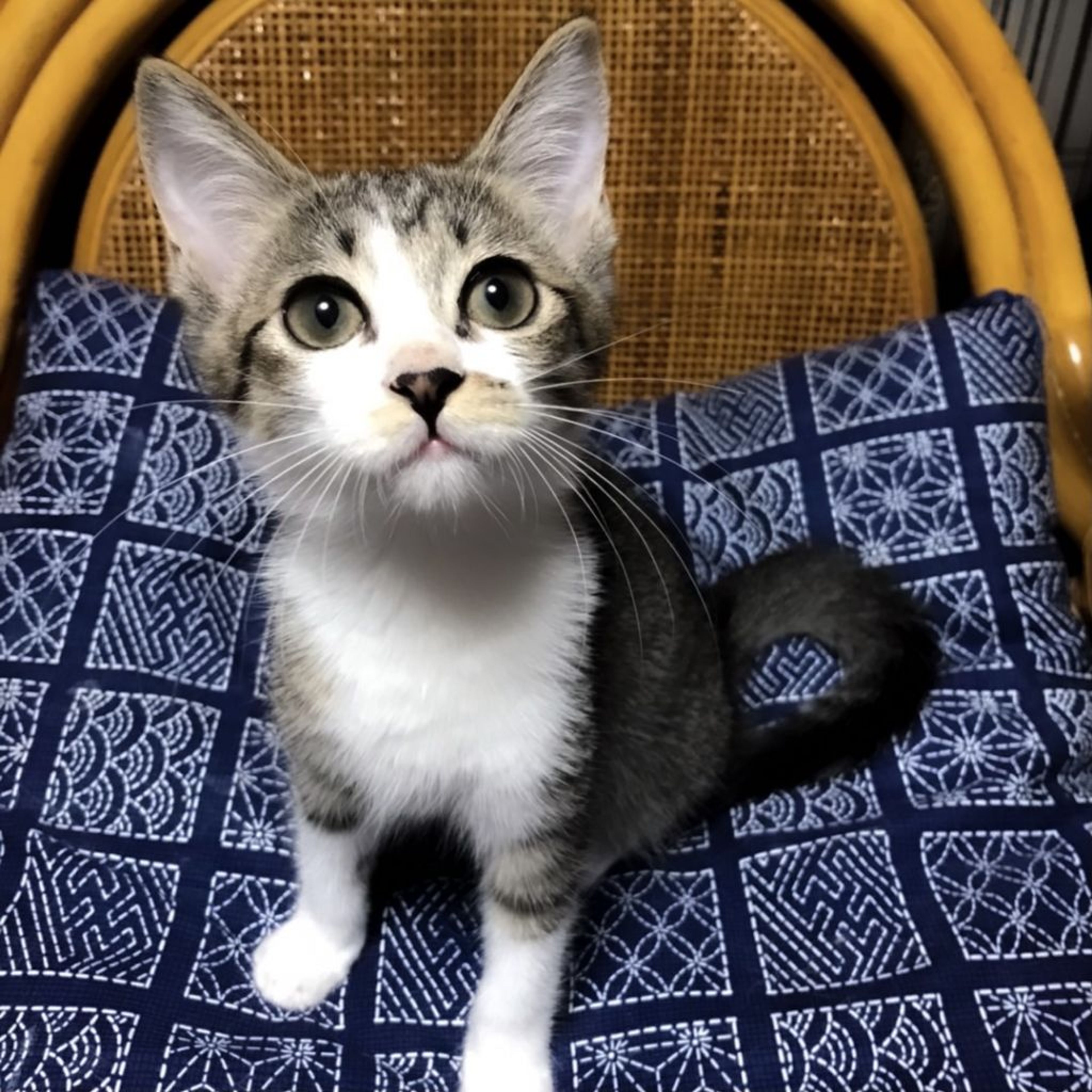 雑種（ミックス猫）・メスの里親募集の写真
