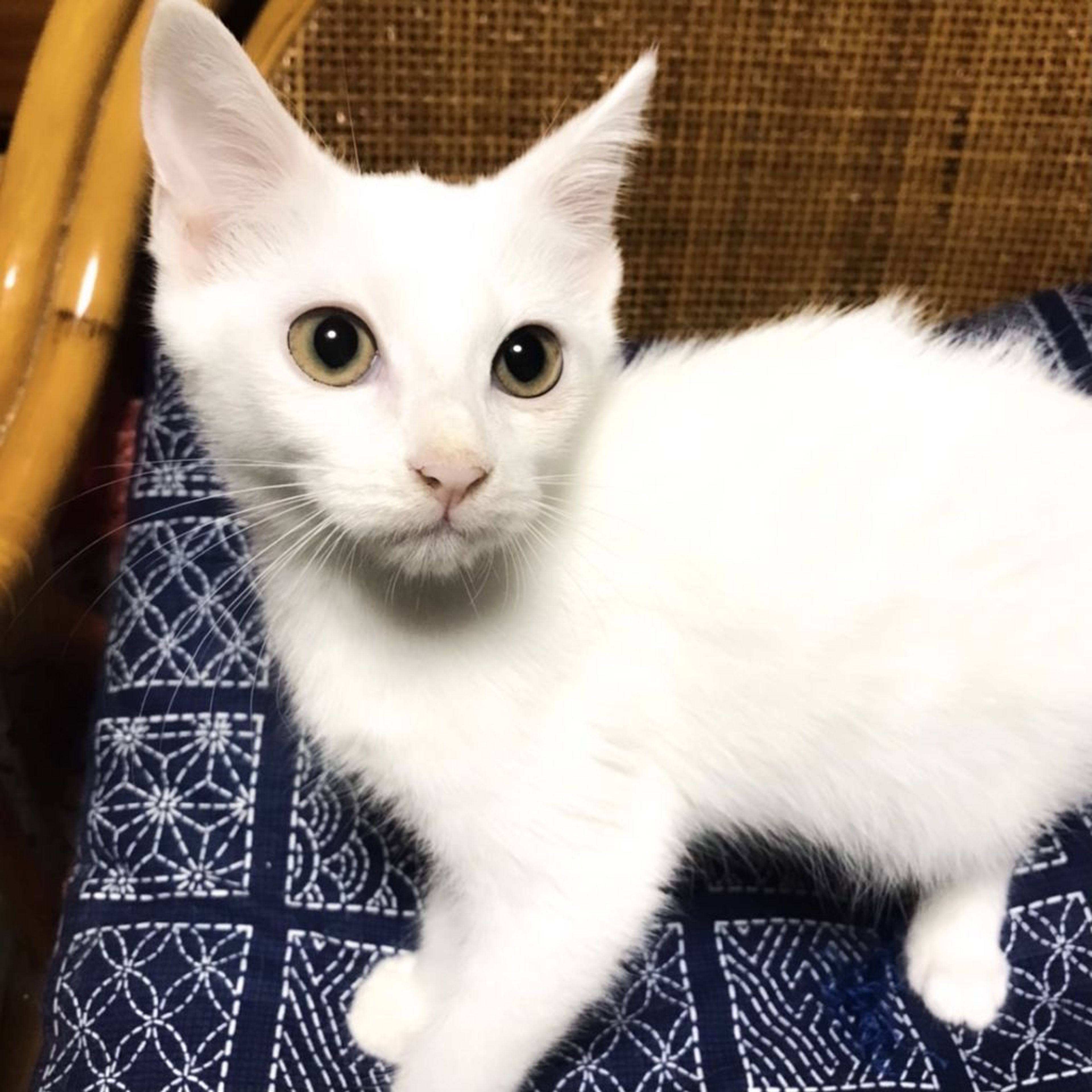 雑種（ミックス猫）・メスの里親募集の写真