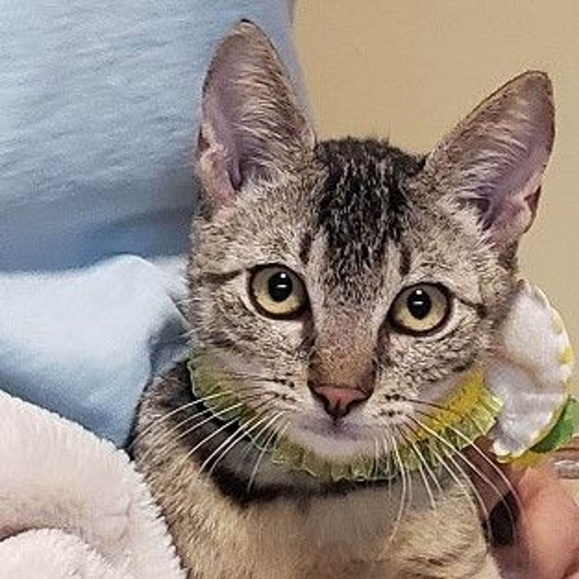 雑種（ミックス猫）・オスの里親募集の写真