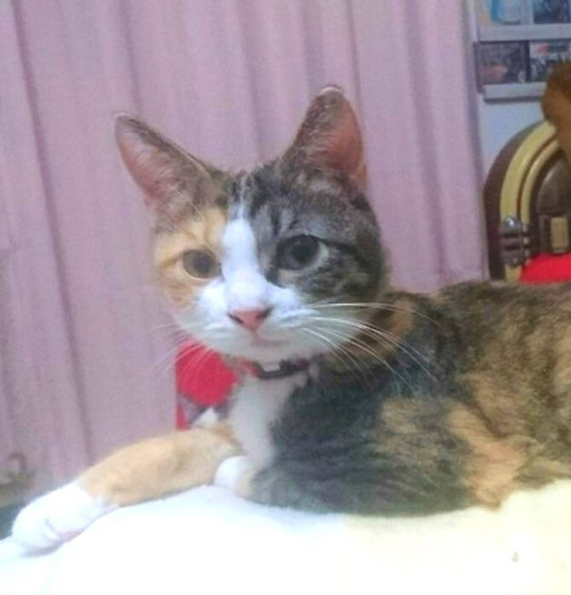 雑種（ミックス猫）・メスの里親募集の写真