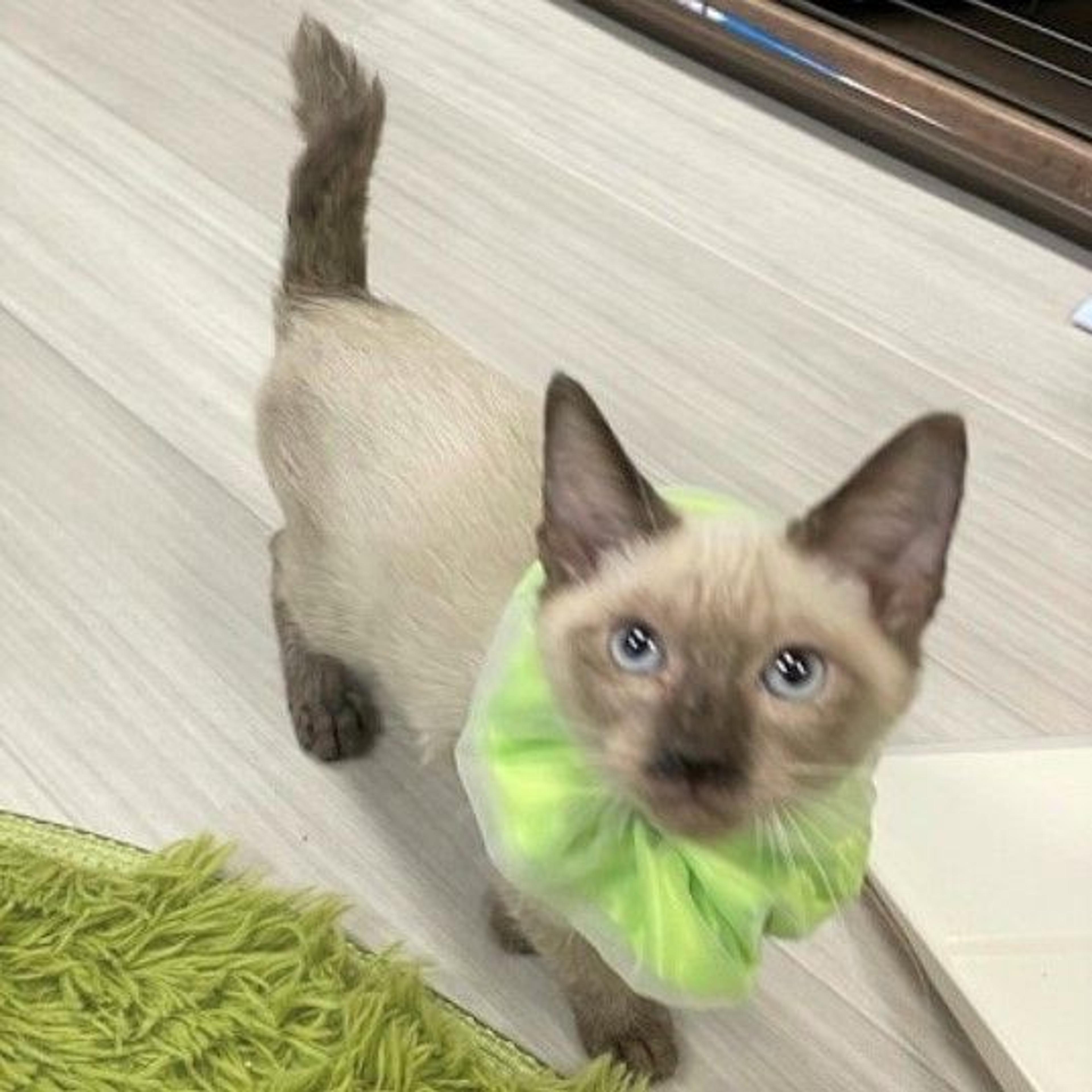 pet-image-4