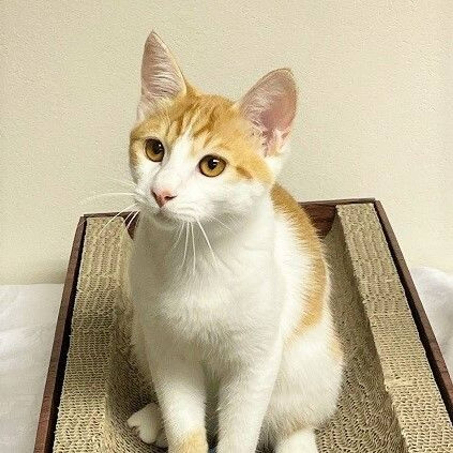 雑種（ミックス猫）・オスの里親募集の写真