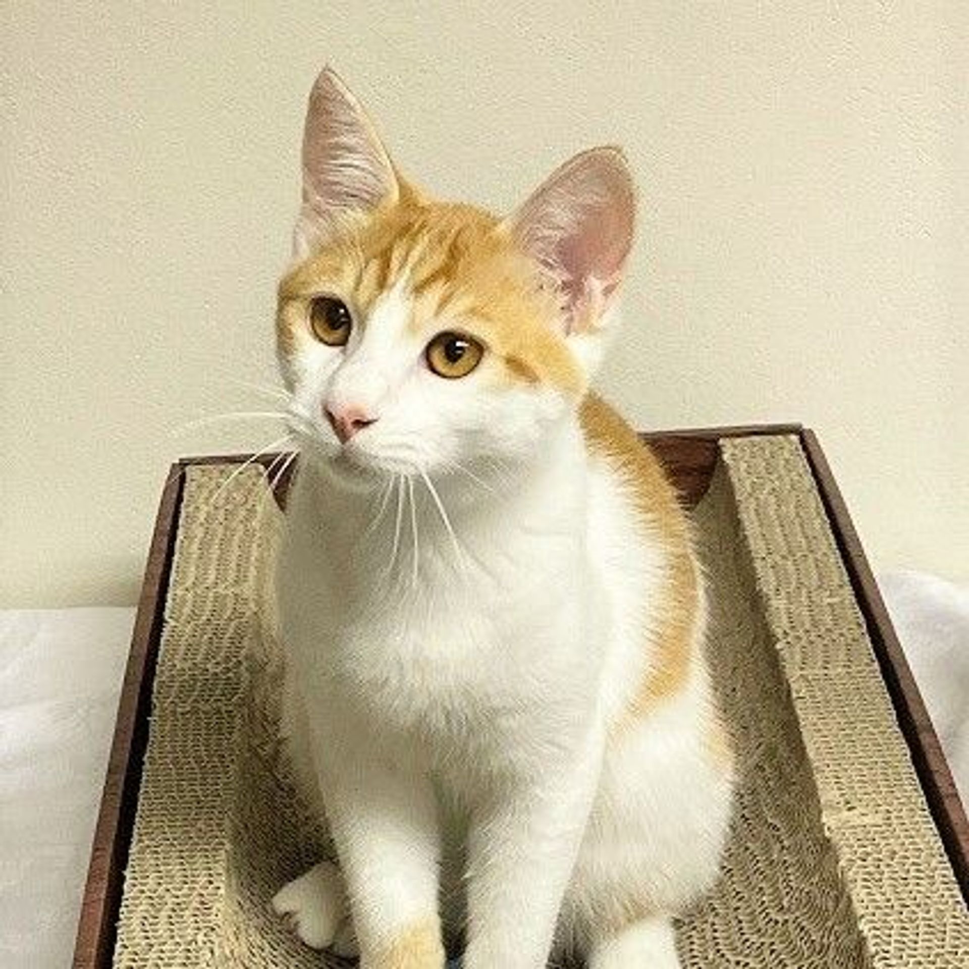 雑種（ミックス猫）・オスの里親募集の写真