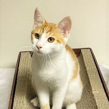 ムギくん