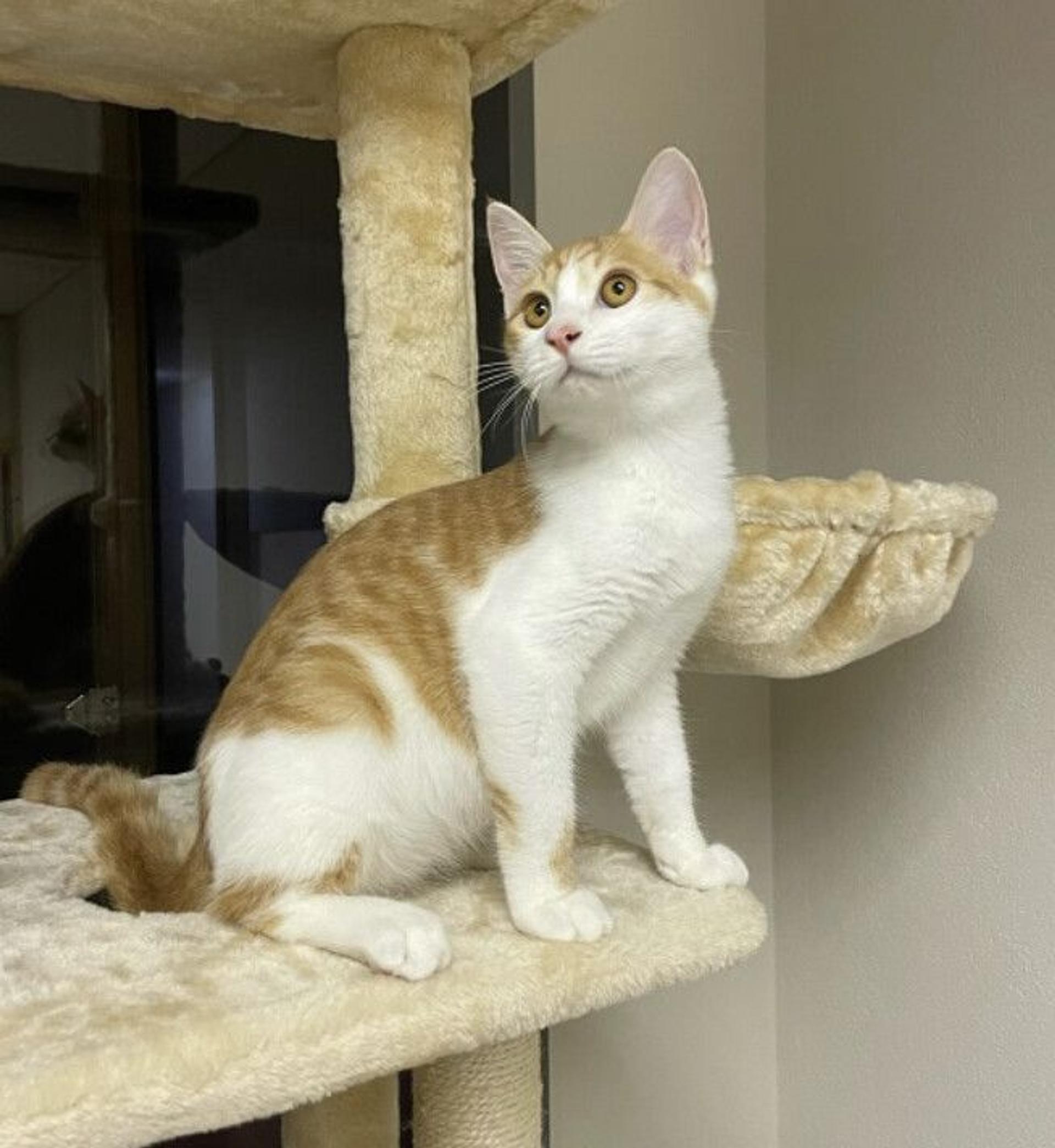 pet-image-2