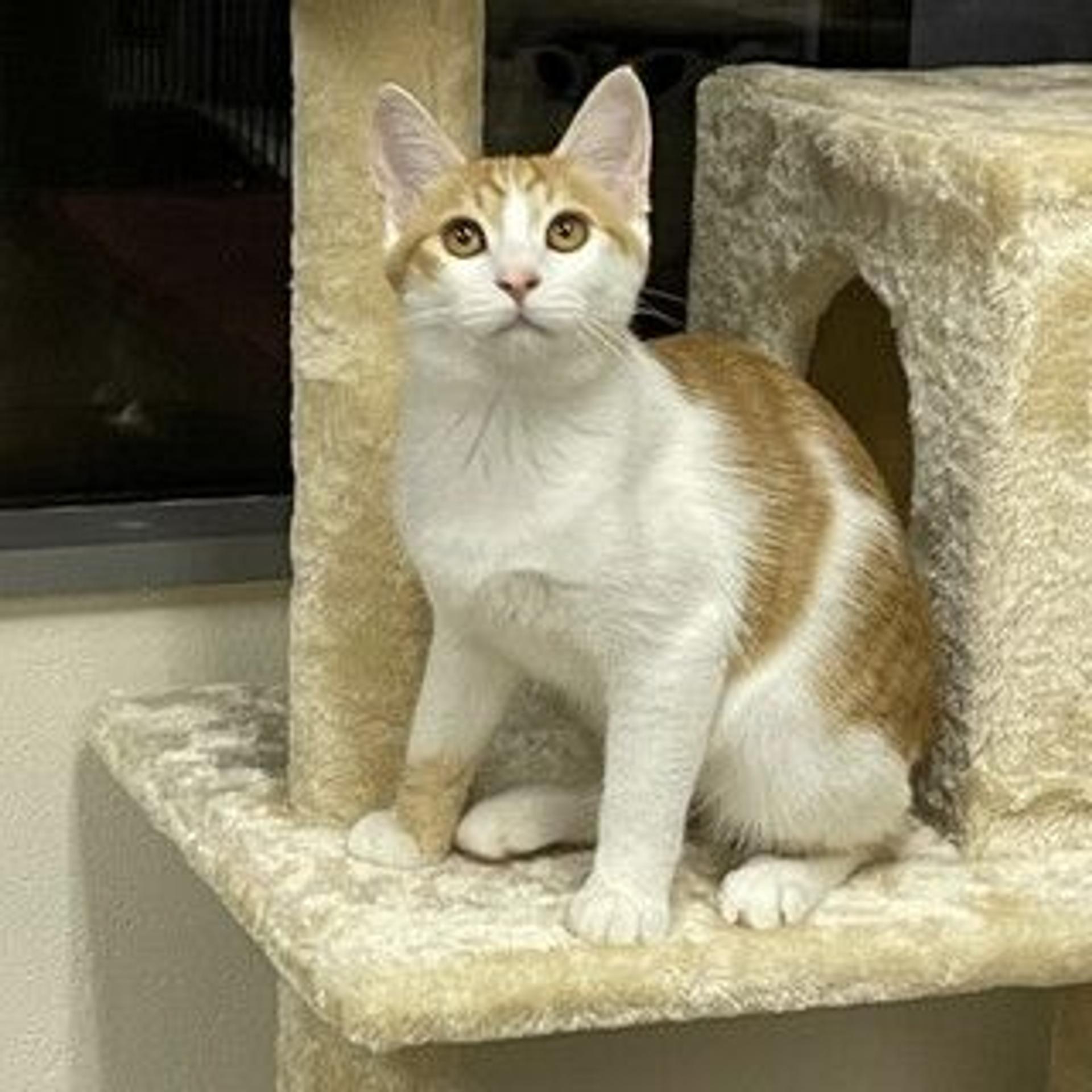 pet-image-3