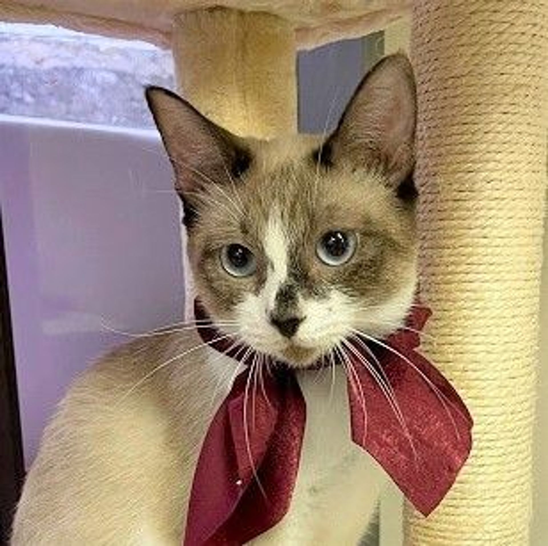 シャム・メスの里親募集の写真