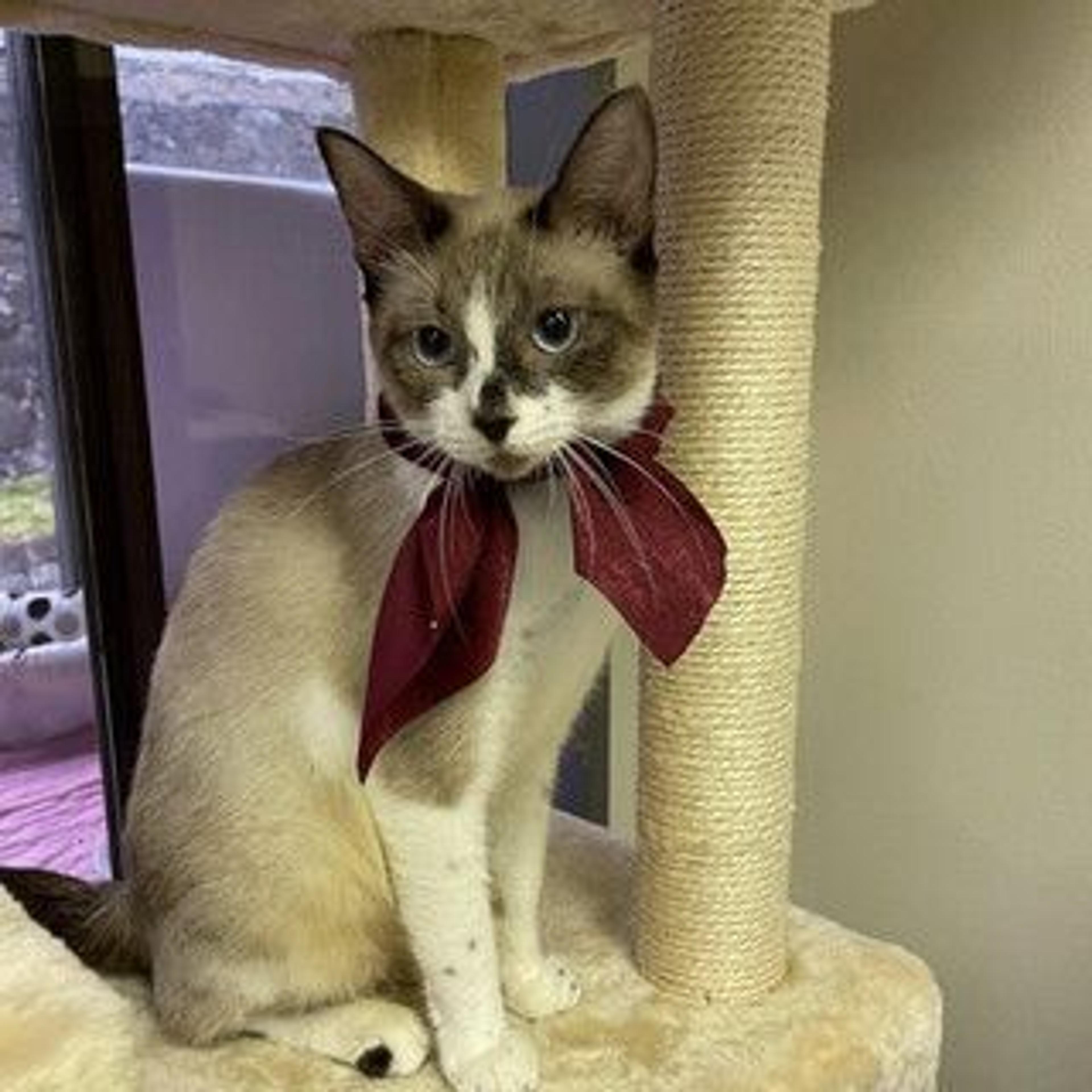 pet-image-4