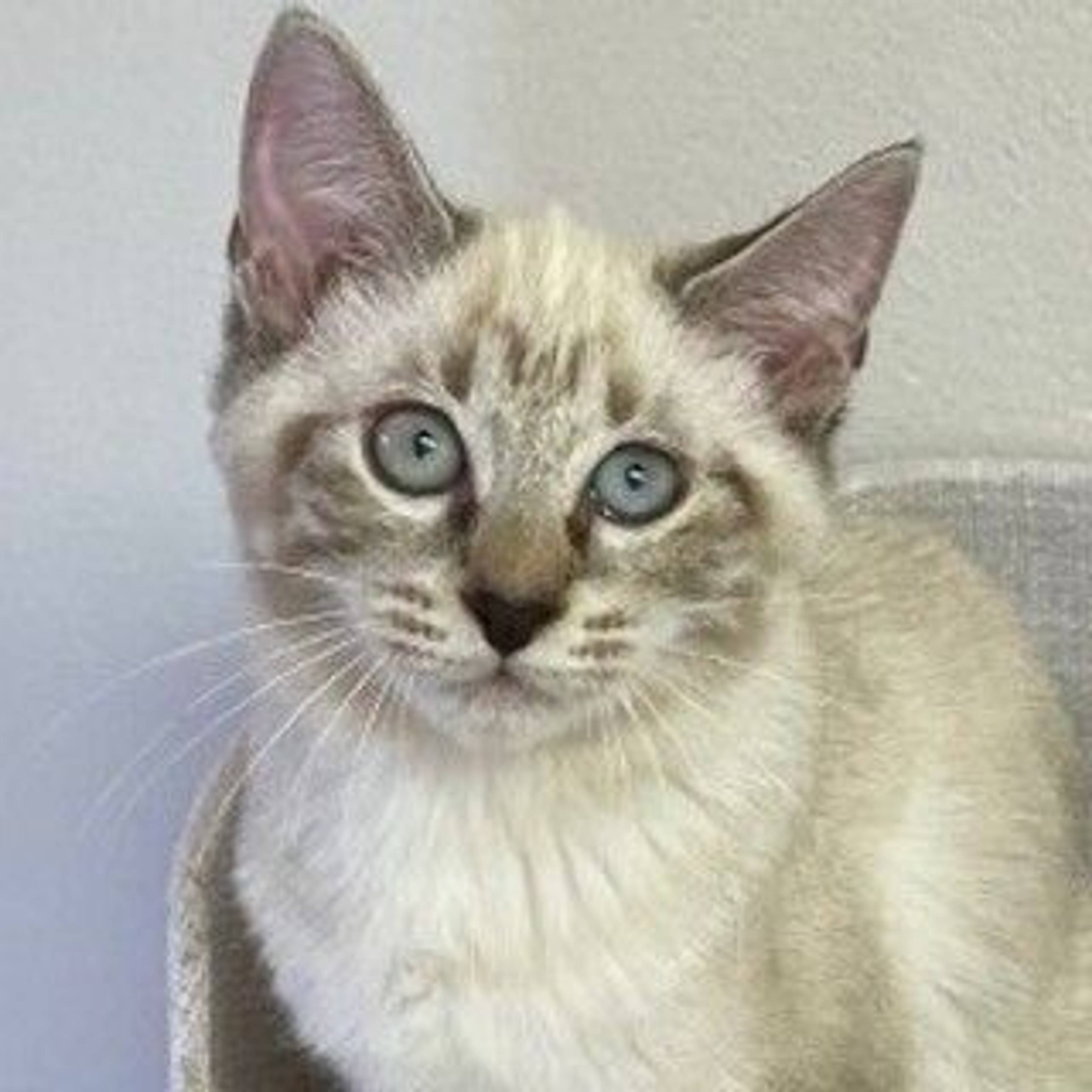シャム・メスの里親募集の写真