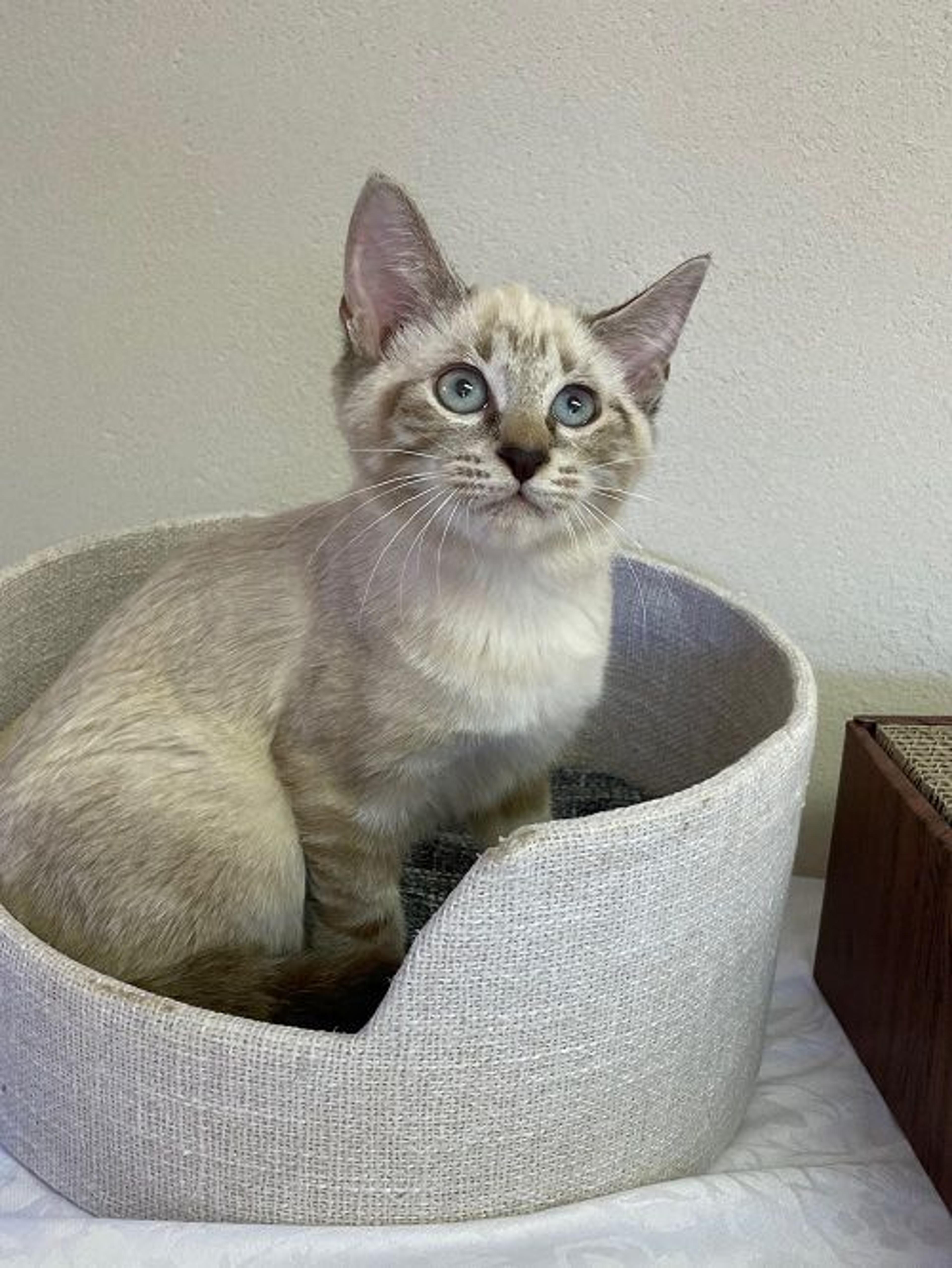 pet-image-4