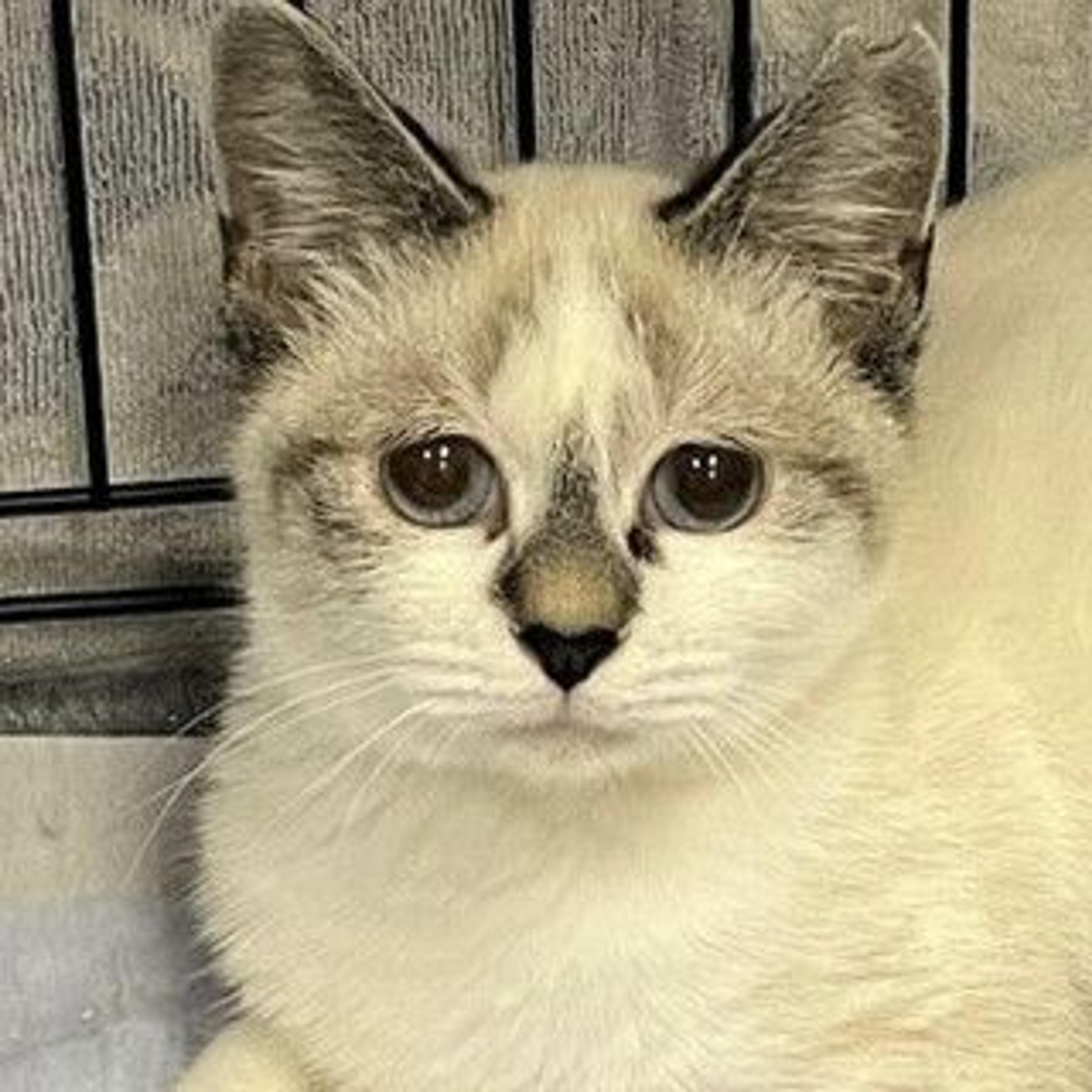 pet-image-3