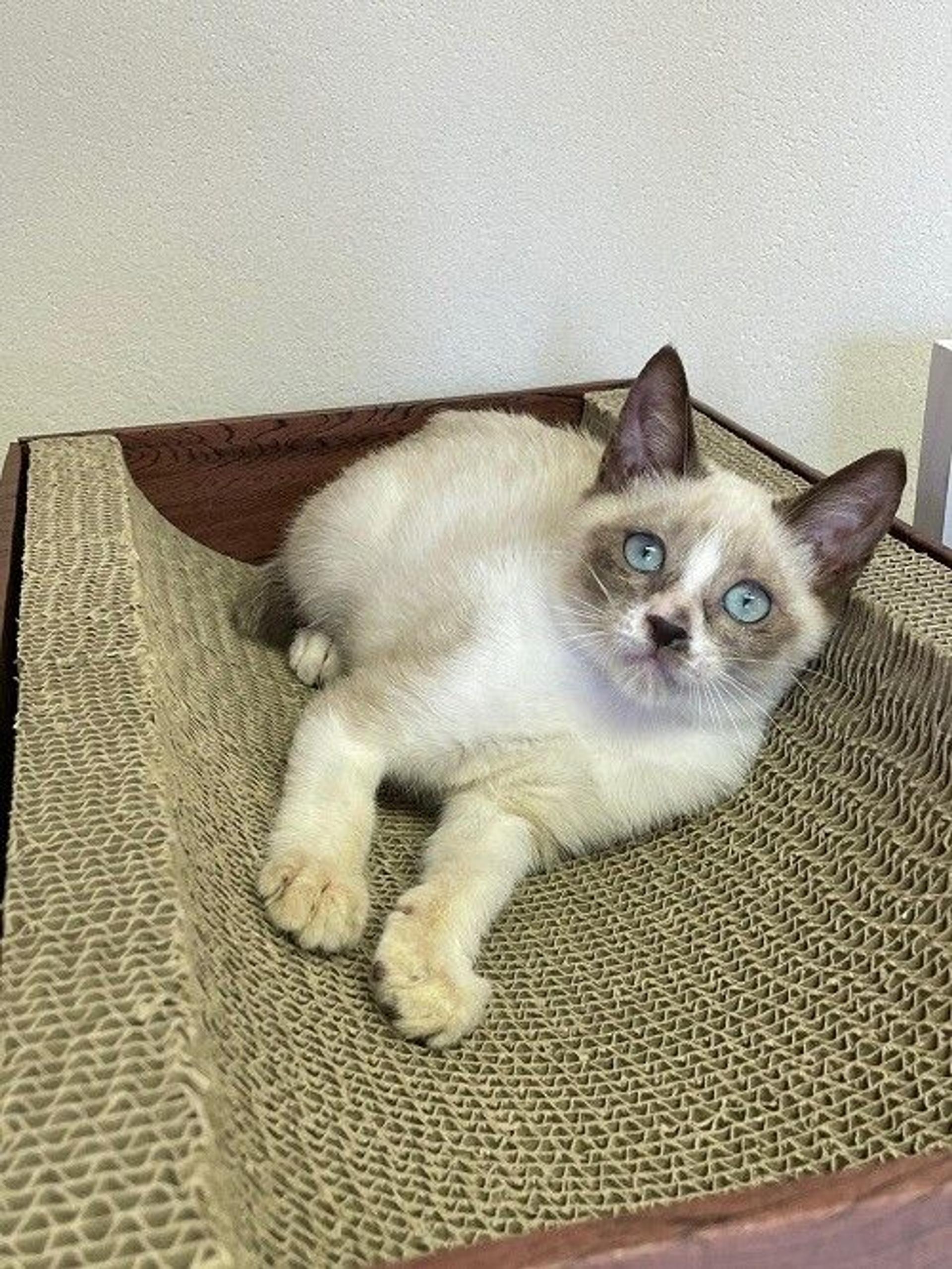 pet-image-3