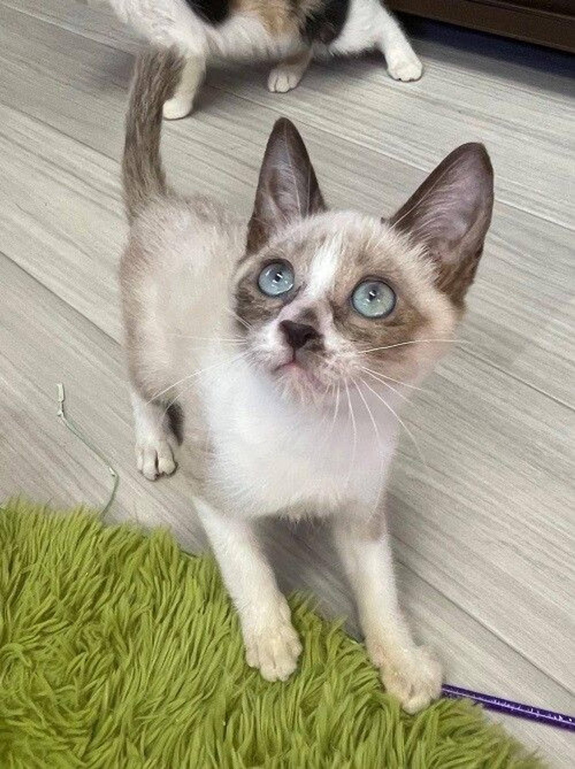 pet-image-4