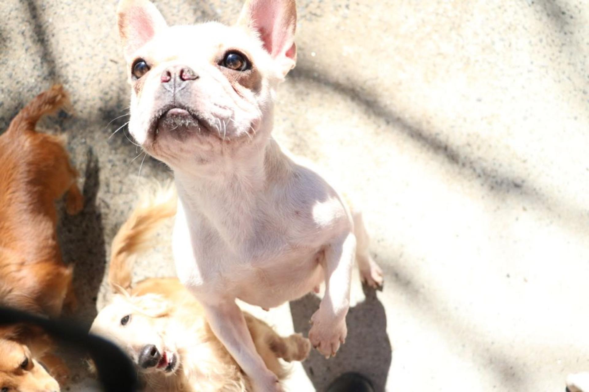 pet-image-2